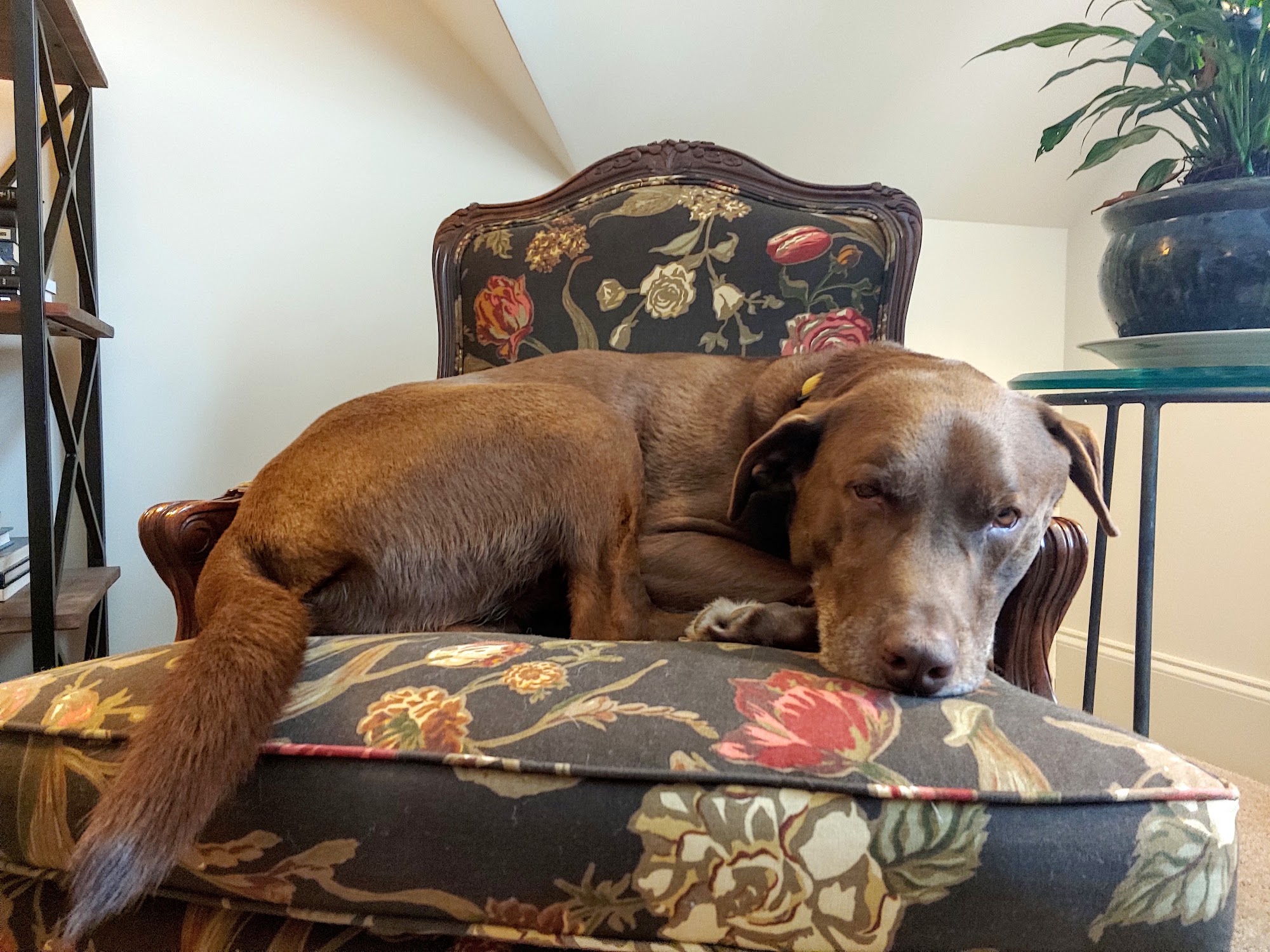 Tigertown Veterinary Hospital Opelika