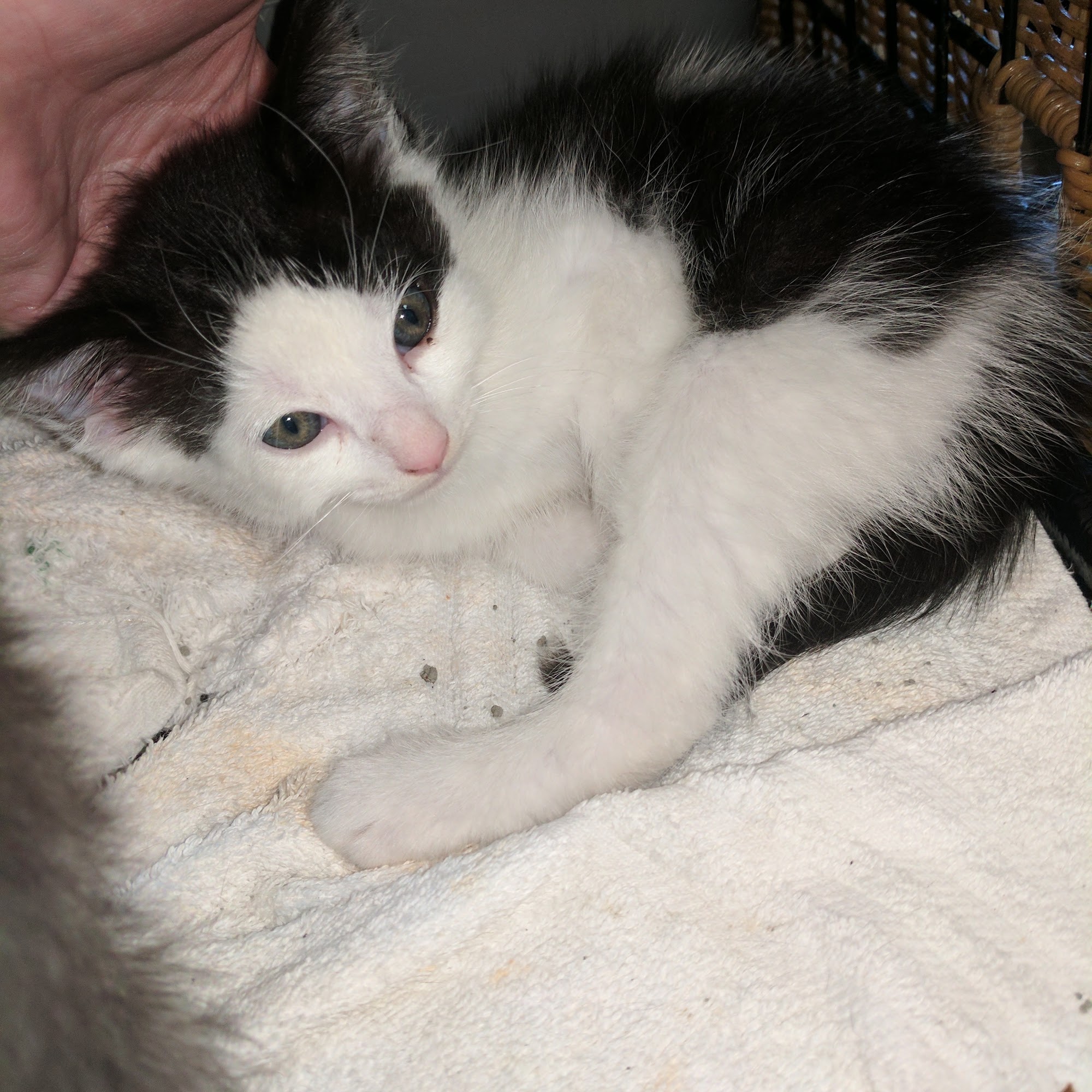 Opelika Animal Hospital Opelika