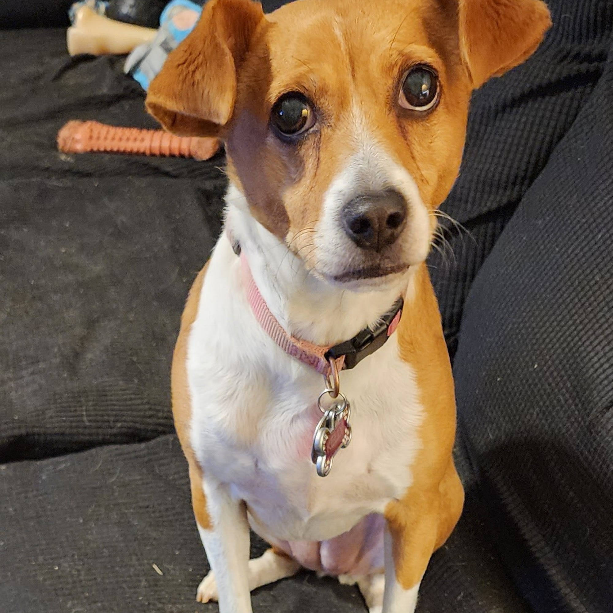 Countryside Veterinary Clinic Opelika