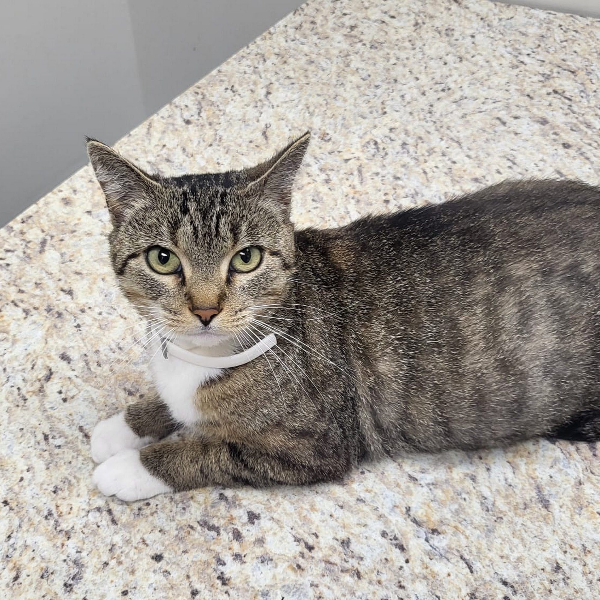 Thornton Animal Hospital Opelika