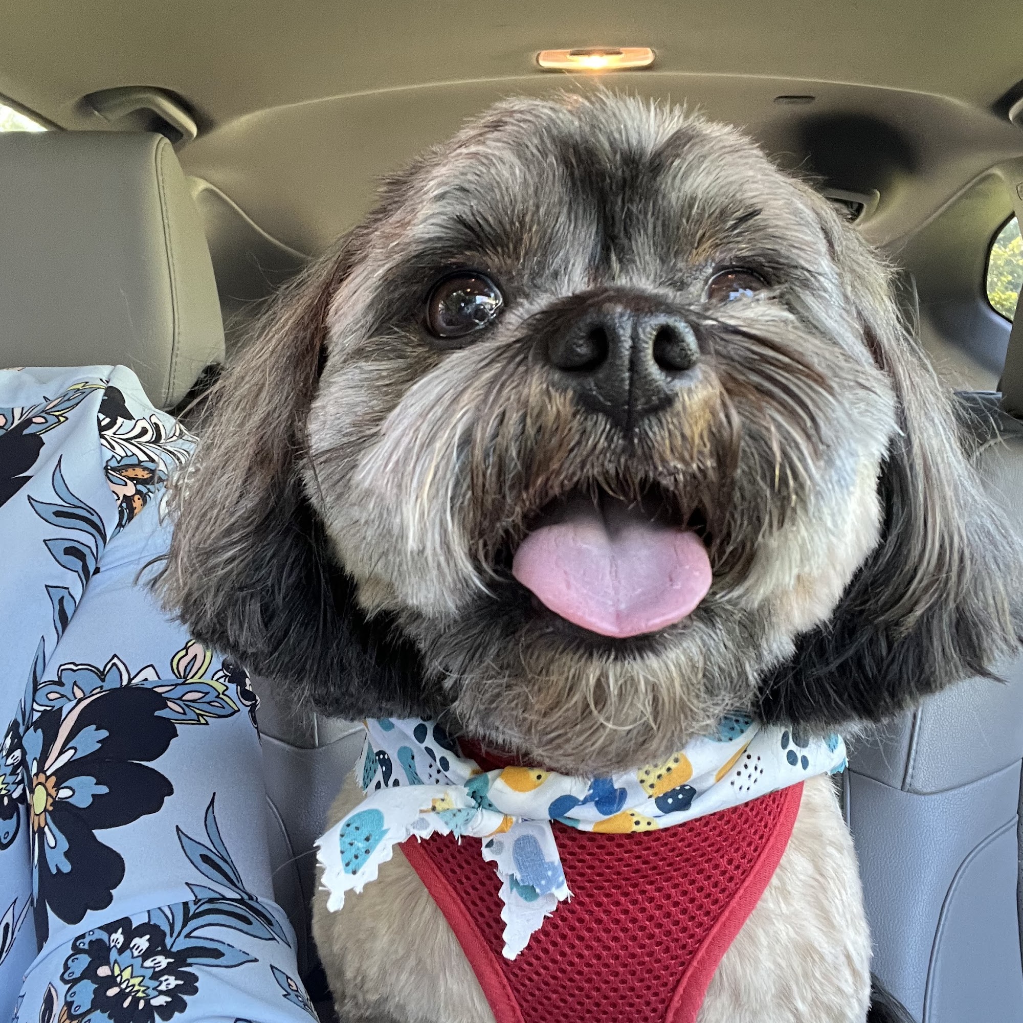 A Dog's World Grooming Opelika