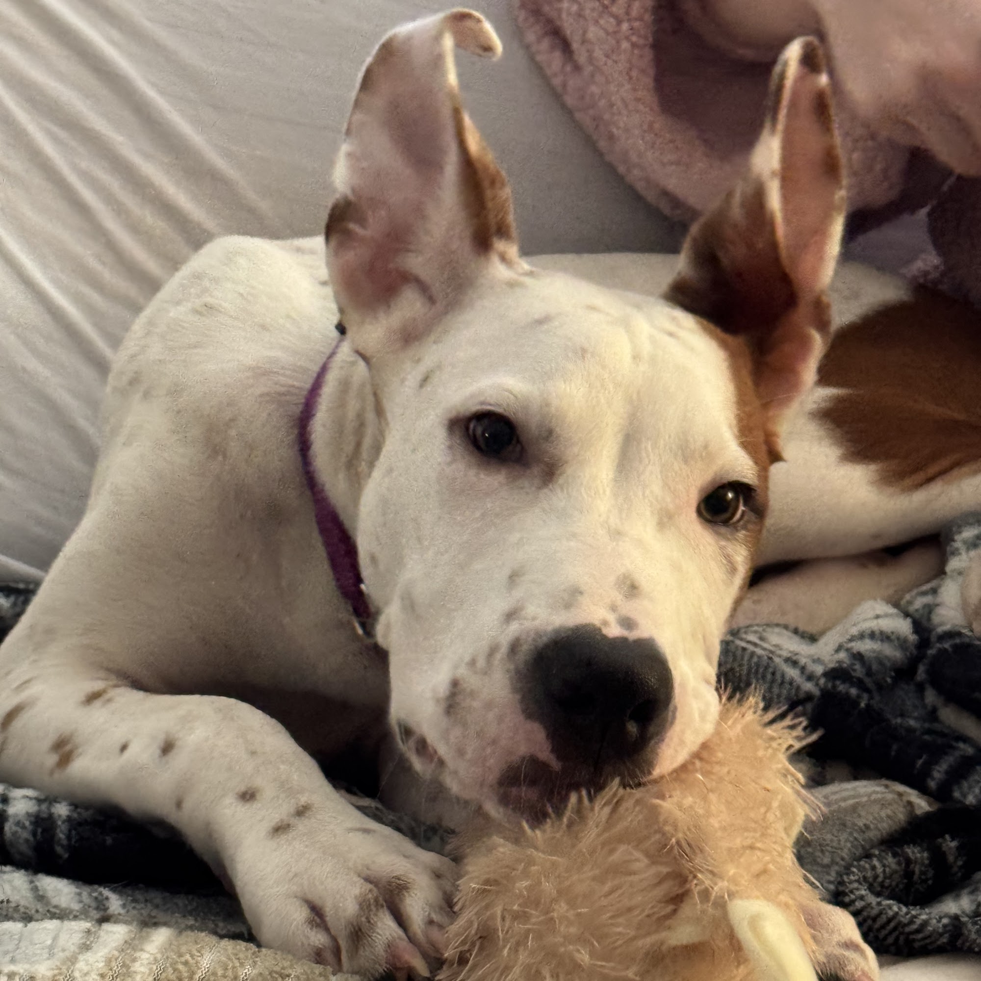 Opp Veterinary Hospital Opp