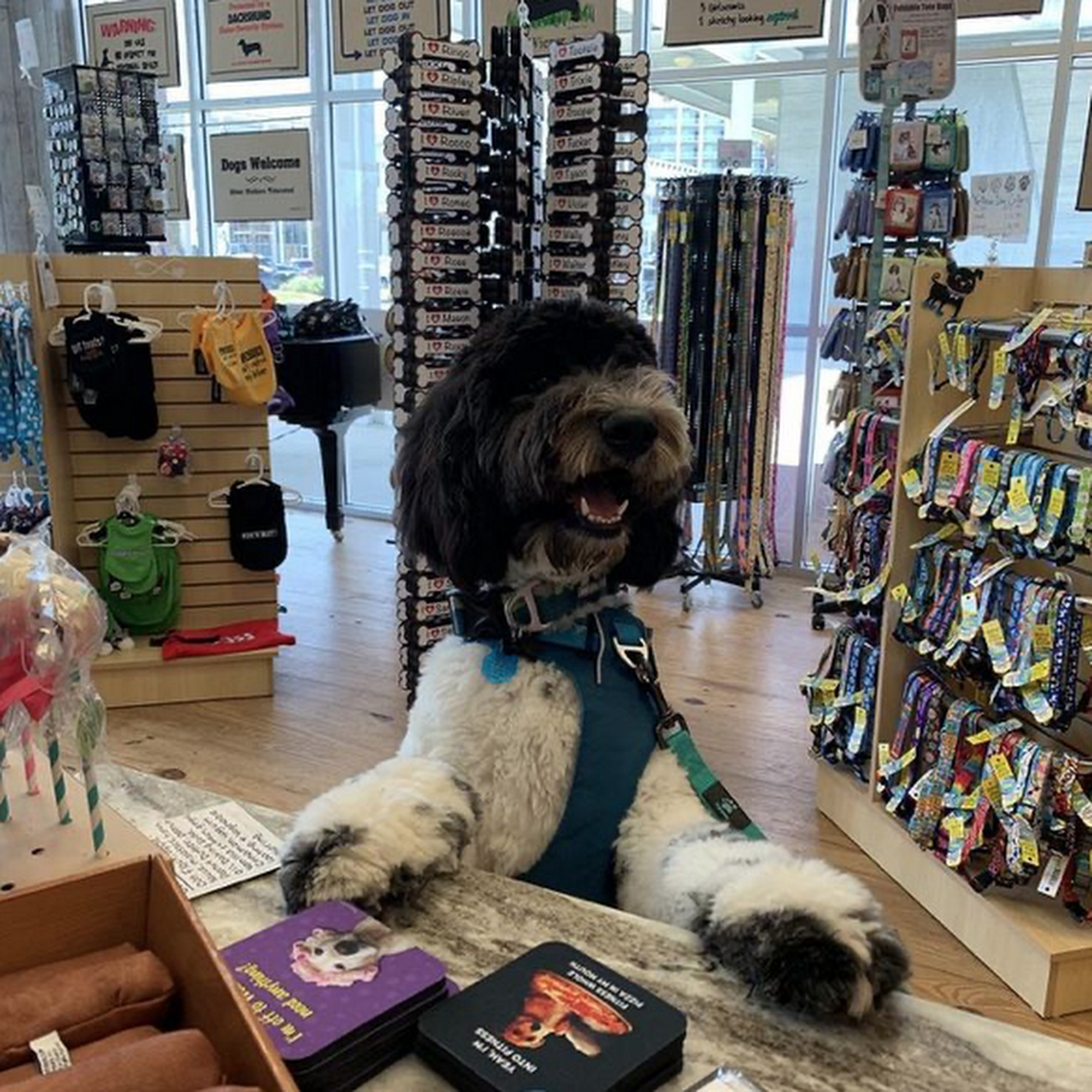 Good Dog Boutique Orange Beach