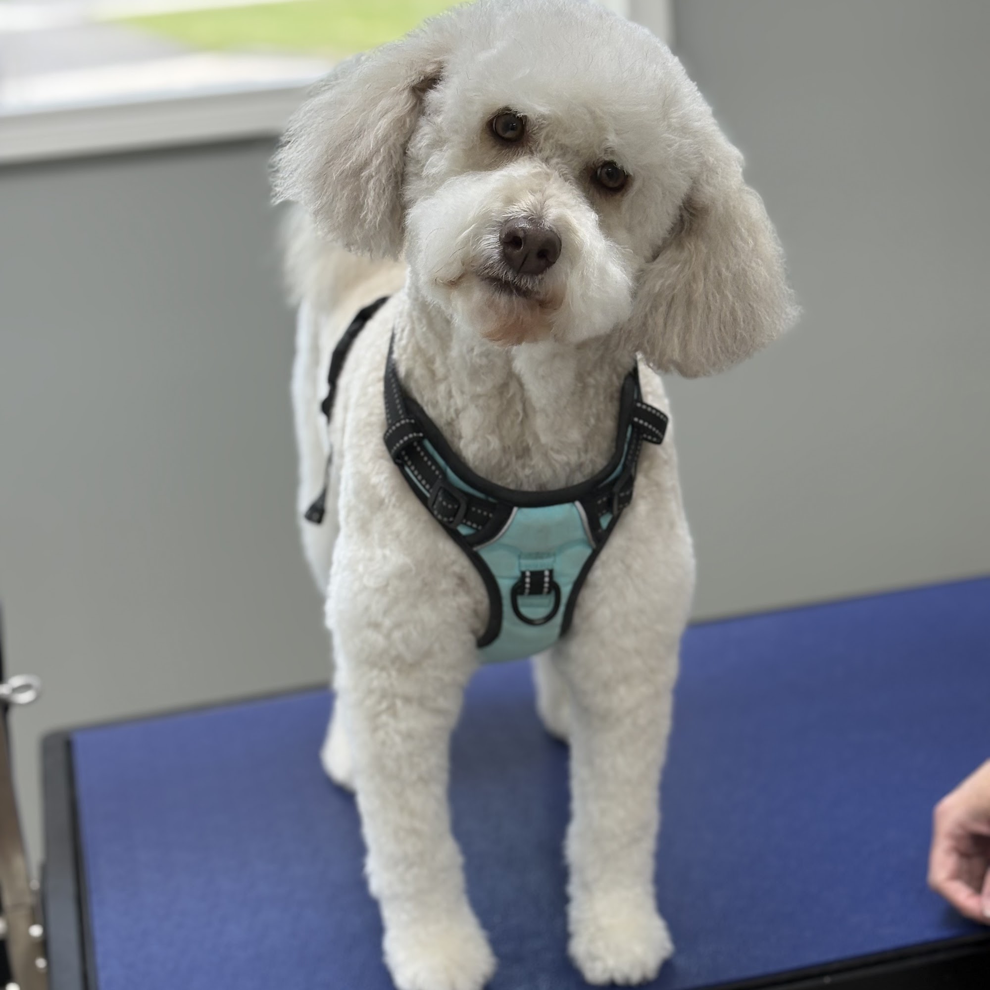 Ruff Life Dog Spa Orange Beach