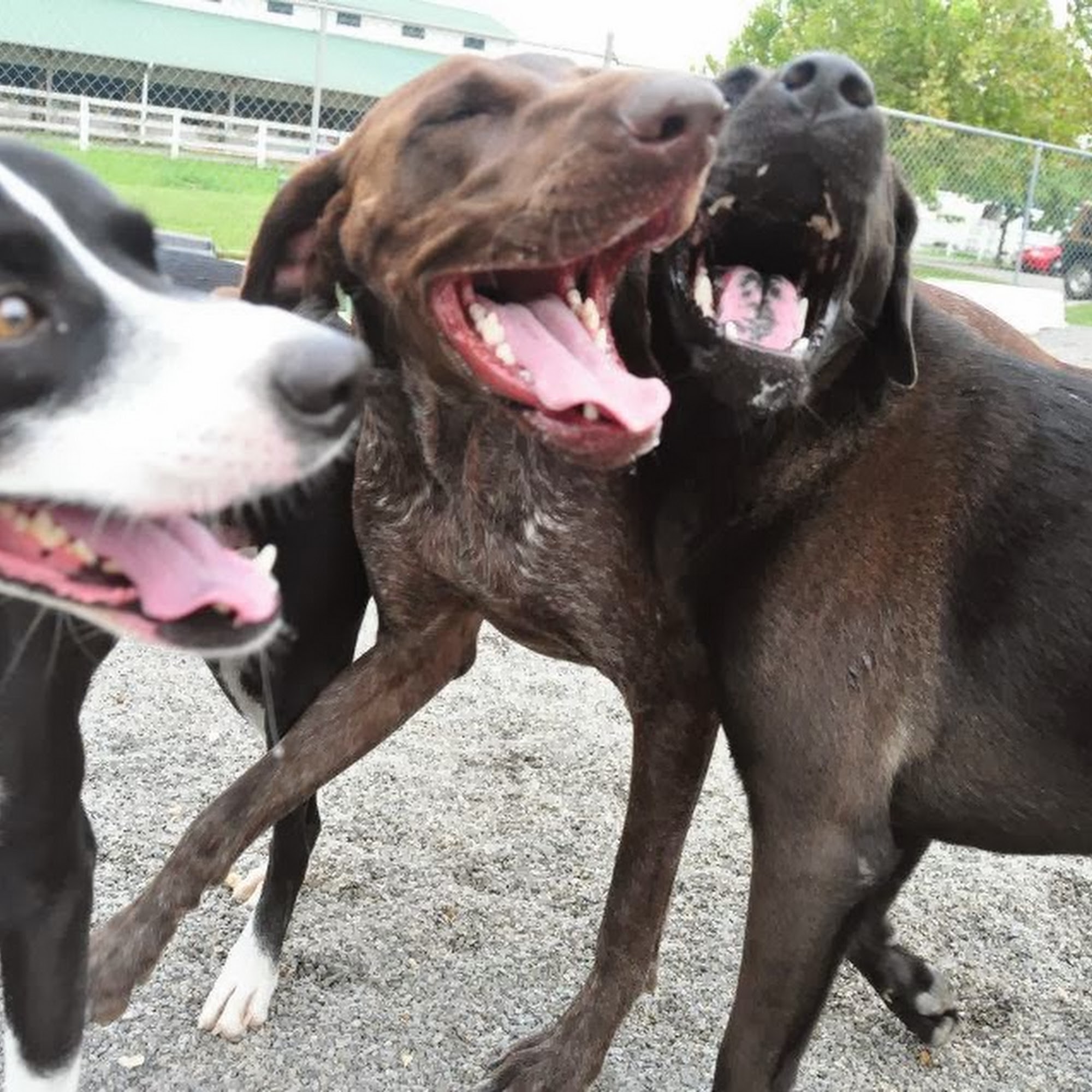 Hampton Cove Animal Hospital & Covepets Owens Cross Roads