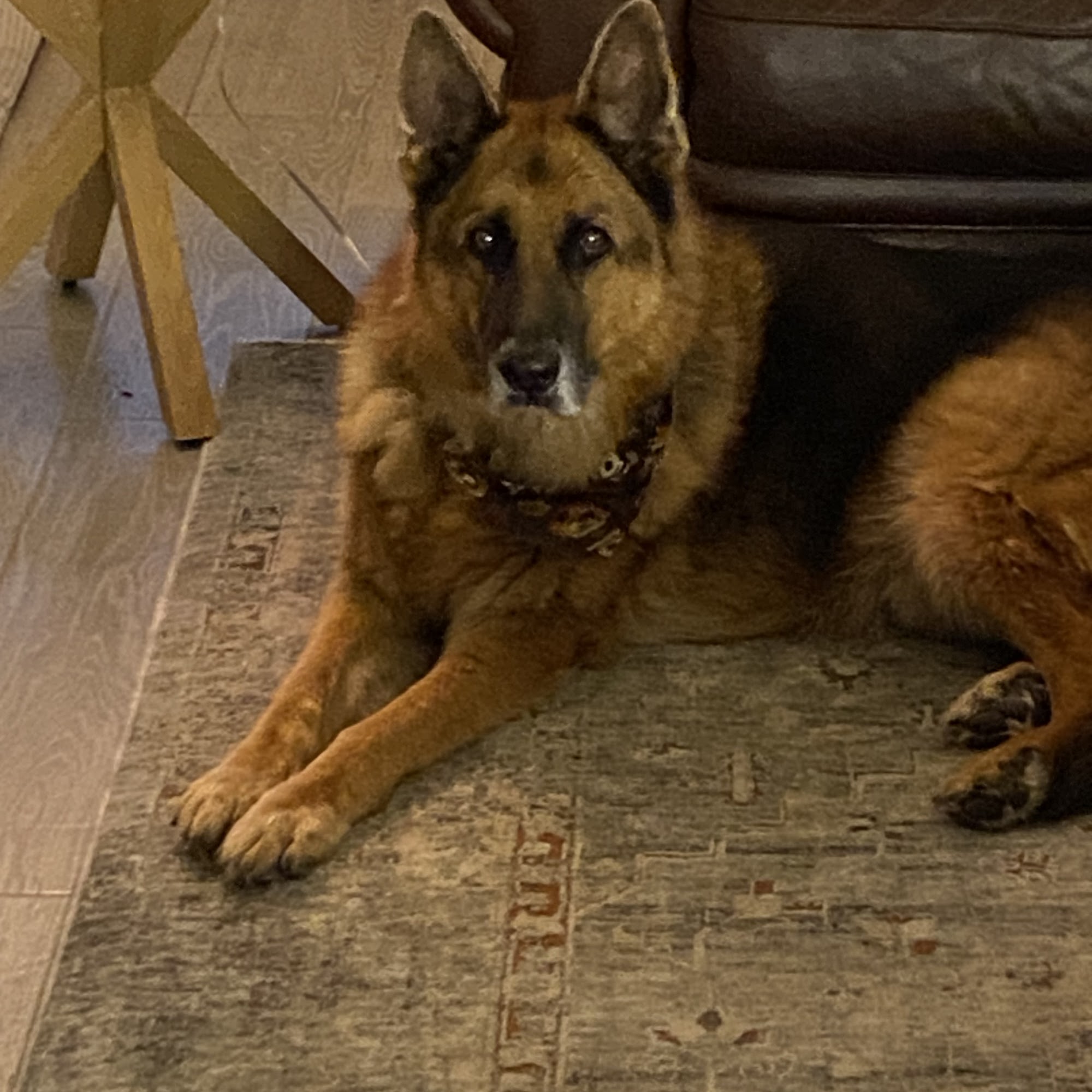 Owens Cross Roads Animal Clinic Owens Cross Roads