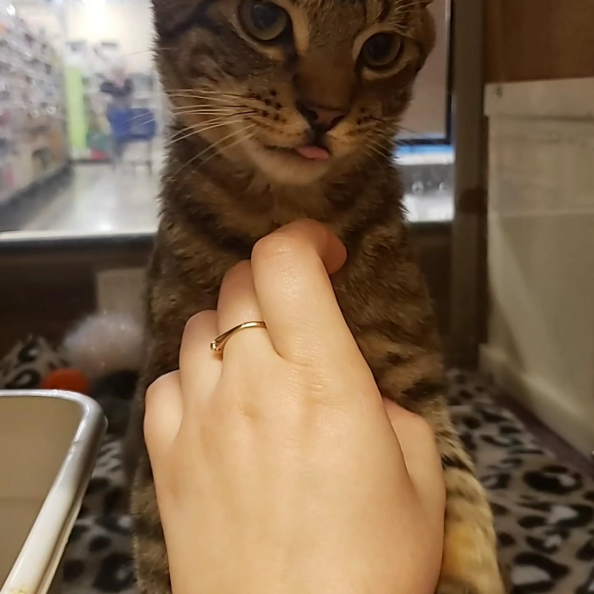 PetSmart Oxford