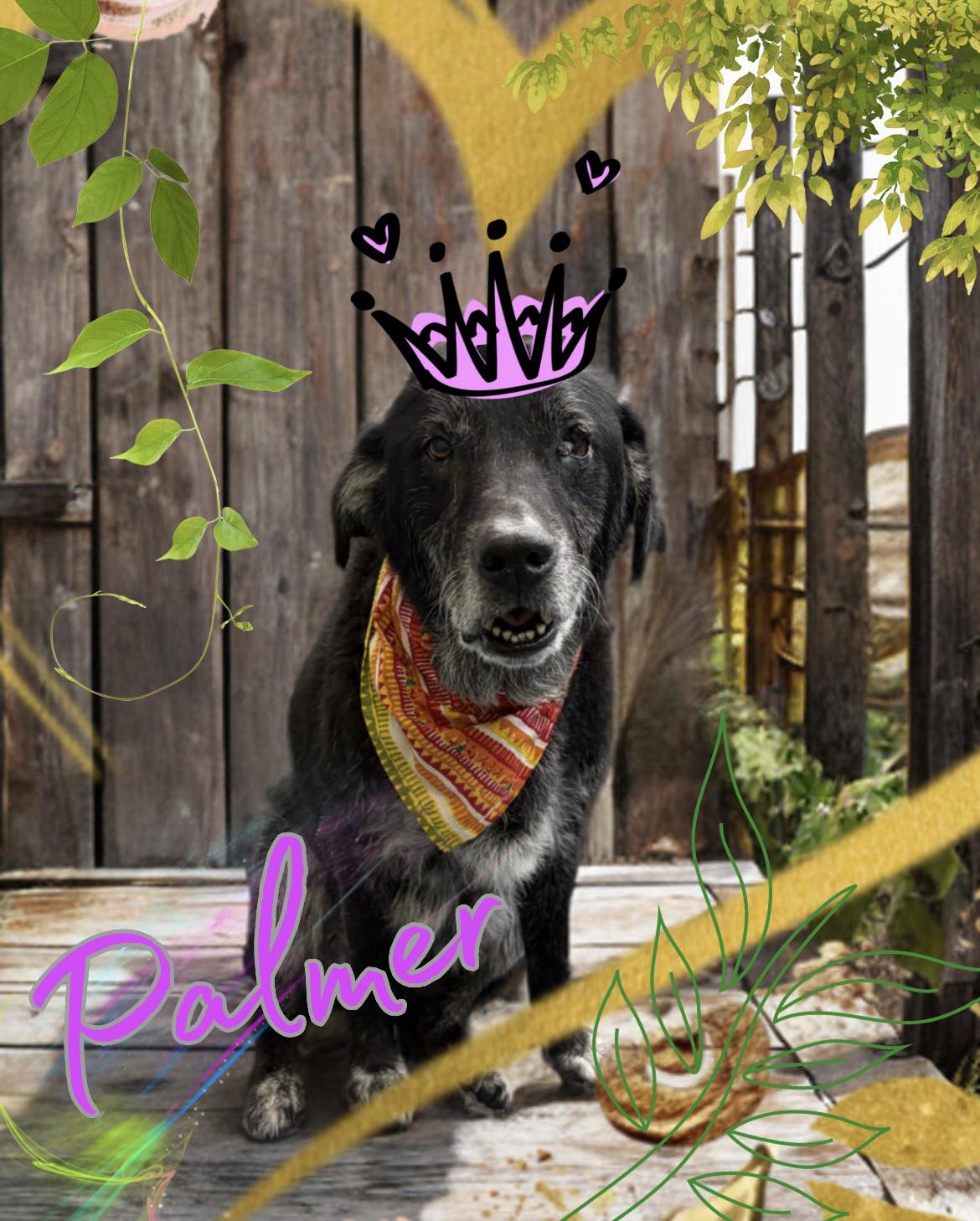 Paw Prints Boarding & Grooming Oxford
