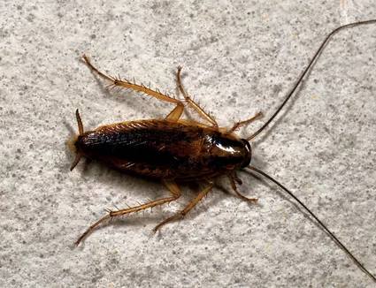 Superior Pest Control Inc.
