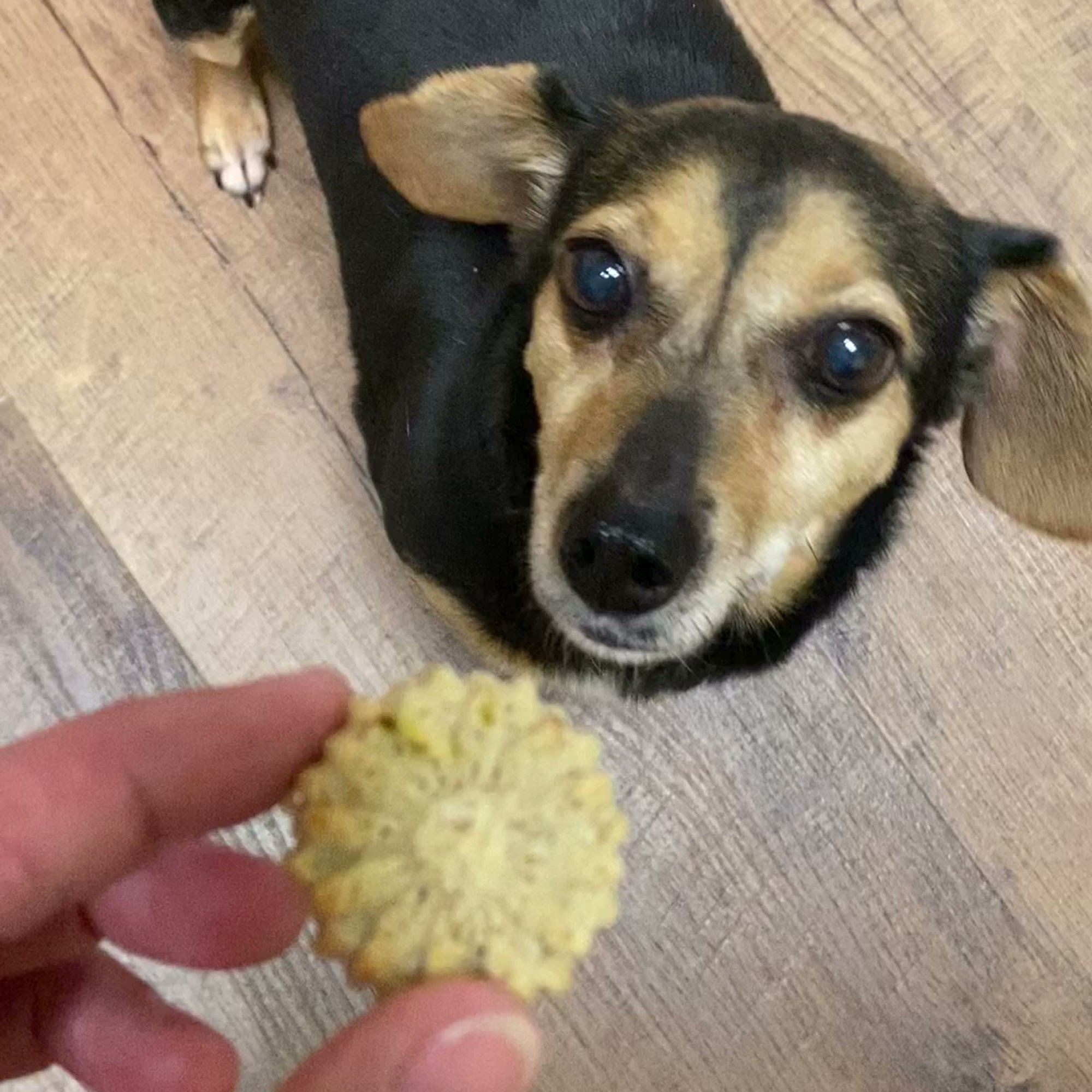 Ulti Mutt Bakery Oxford