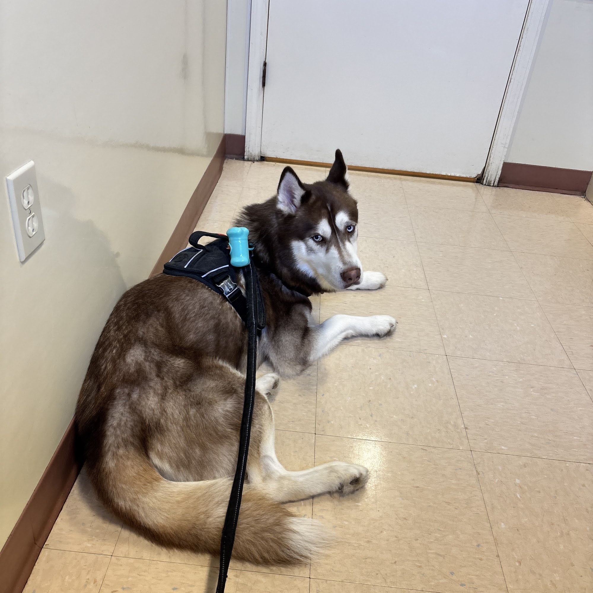 Ozark Veterinary Clinic Ozark