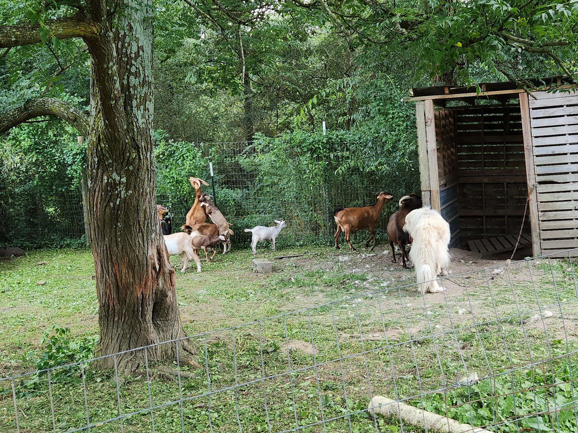 Nappi' Goat Farm Parrish