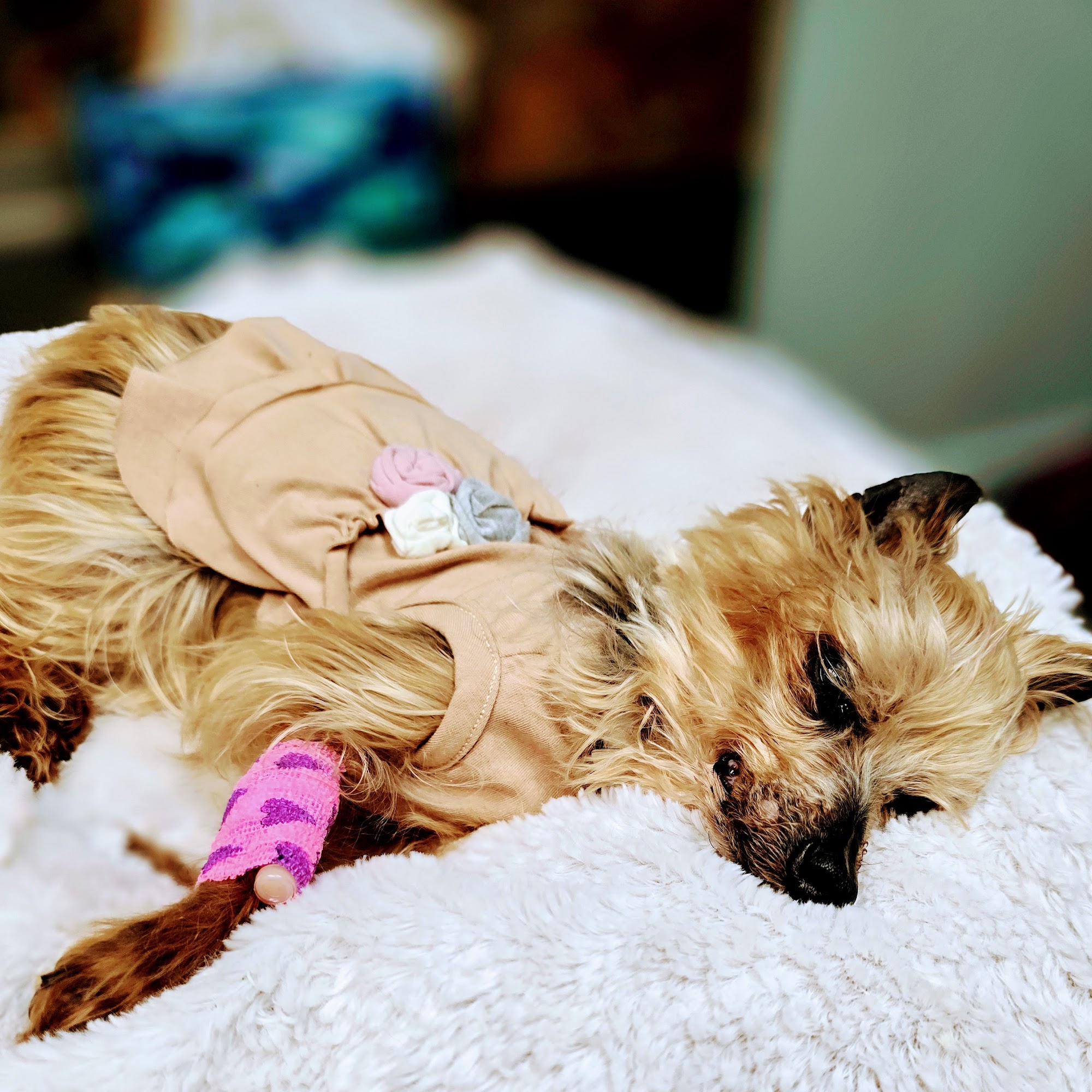 North Shelby County Animal Hospital Pelham