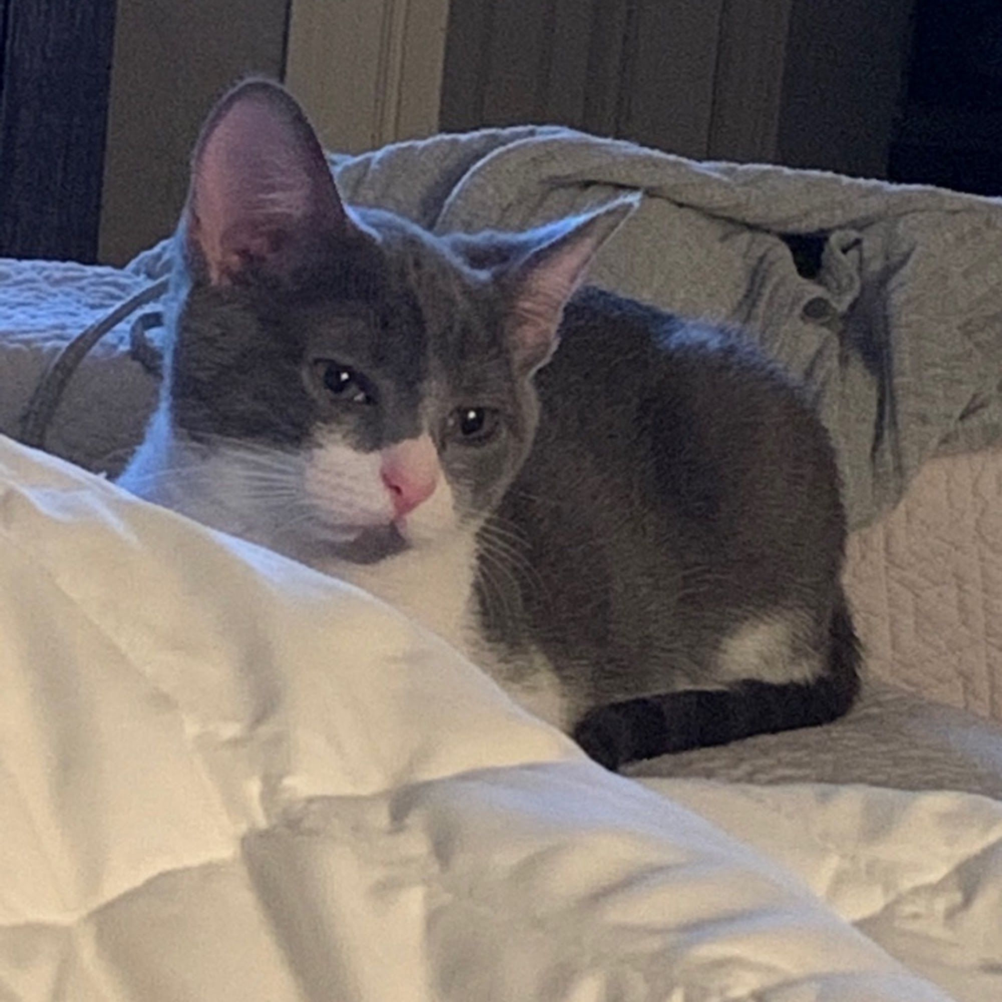 Pell City Animal Hospital Pell City