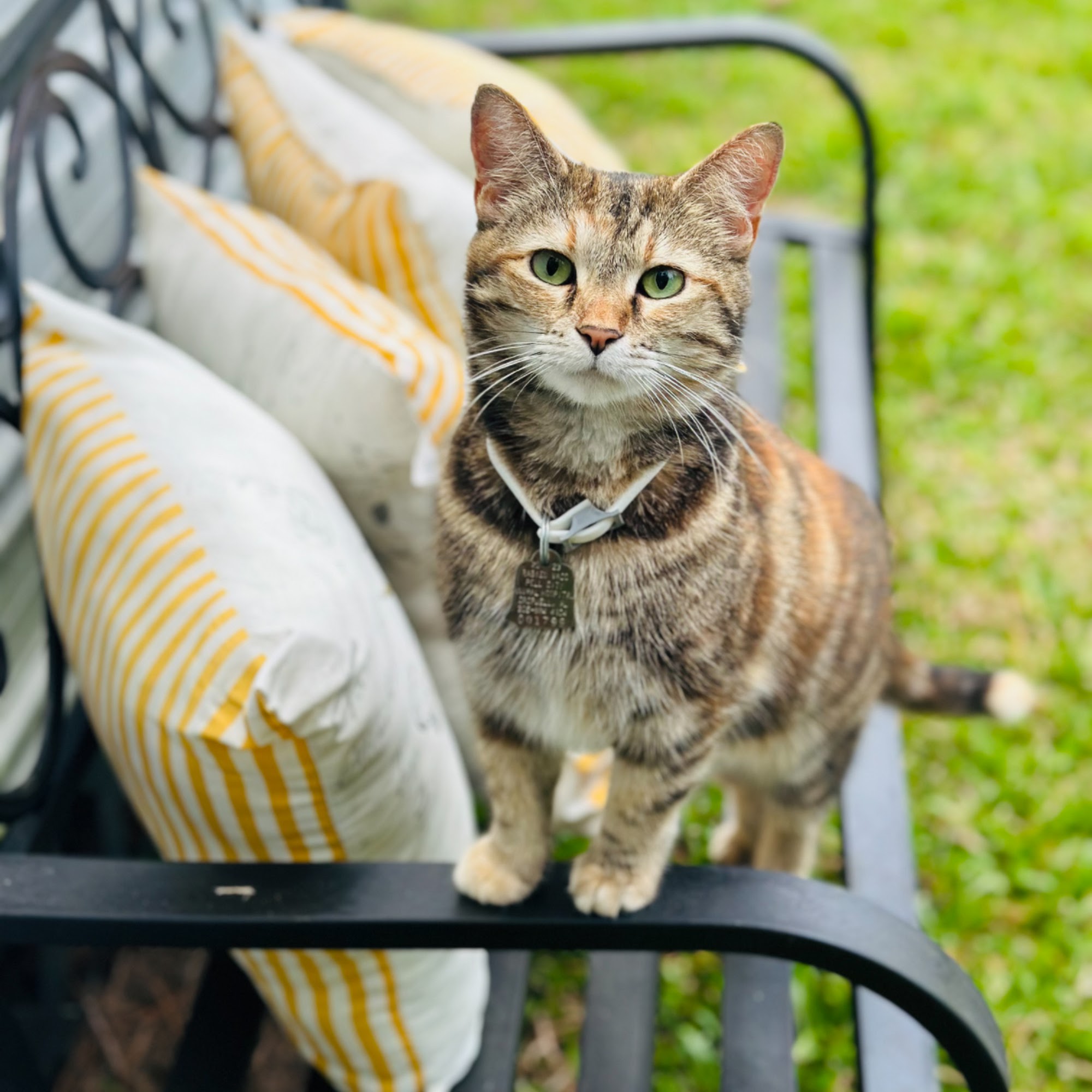 Logan Martin Vet Clinic Pell City