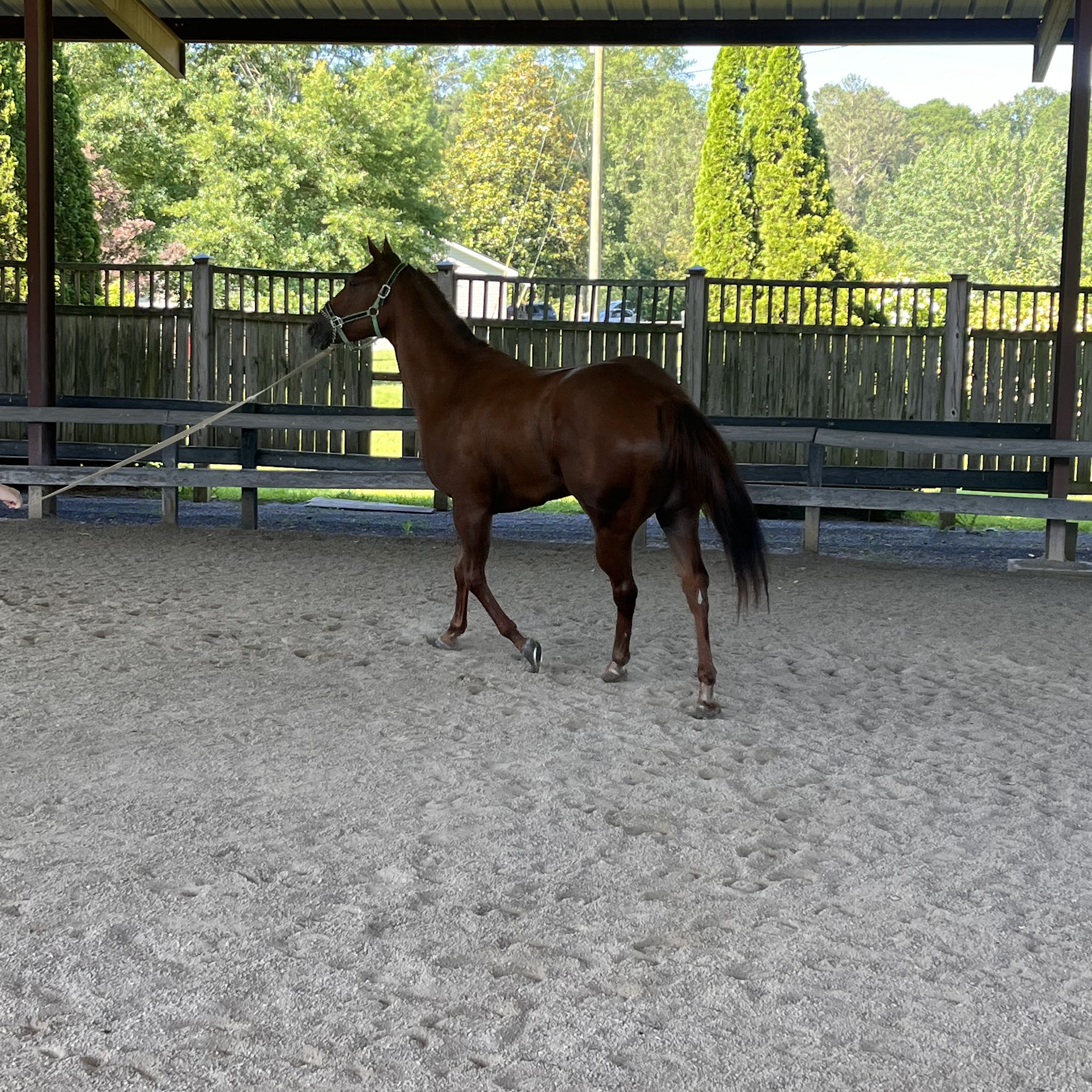 Coosa Valley Equine Center Pell City