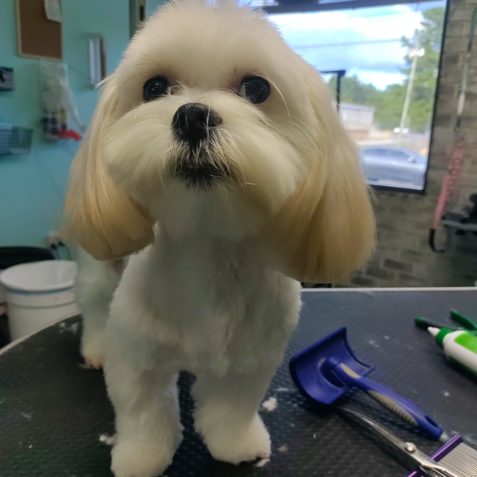 Jazz'm Up Pet Salon Pell City