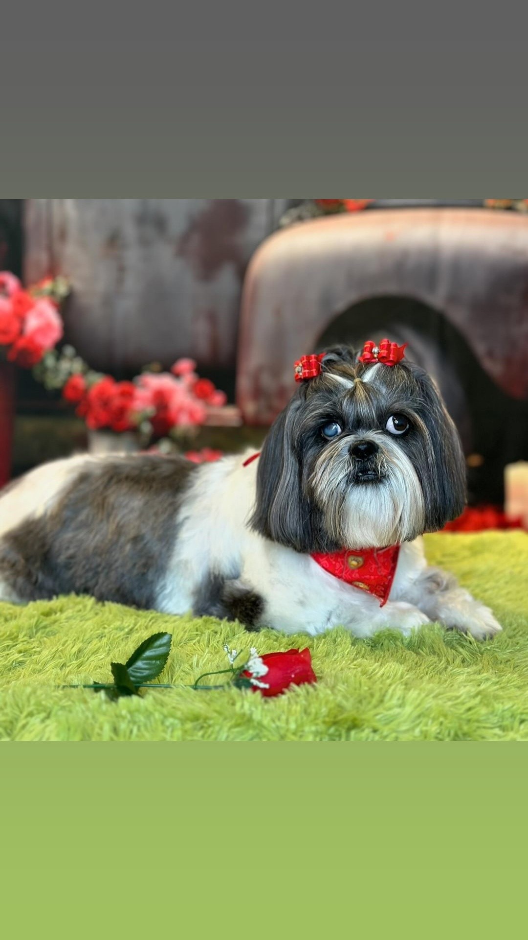 L' La Pooche Dog Spa Pell City