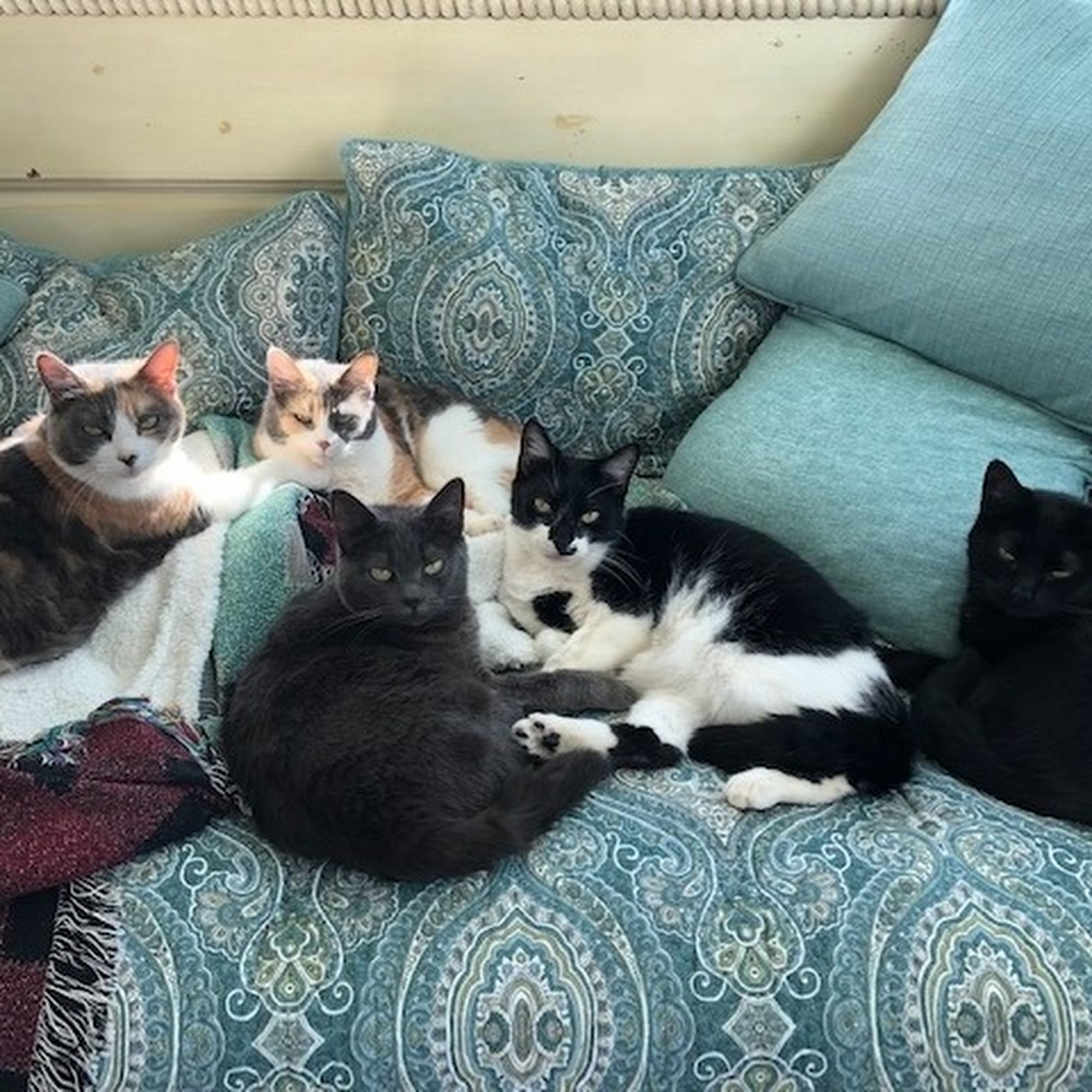 Companion Animal Hospital, LLC Phenix City