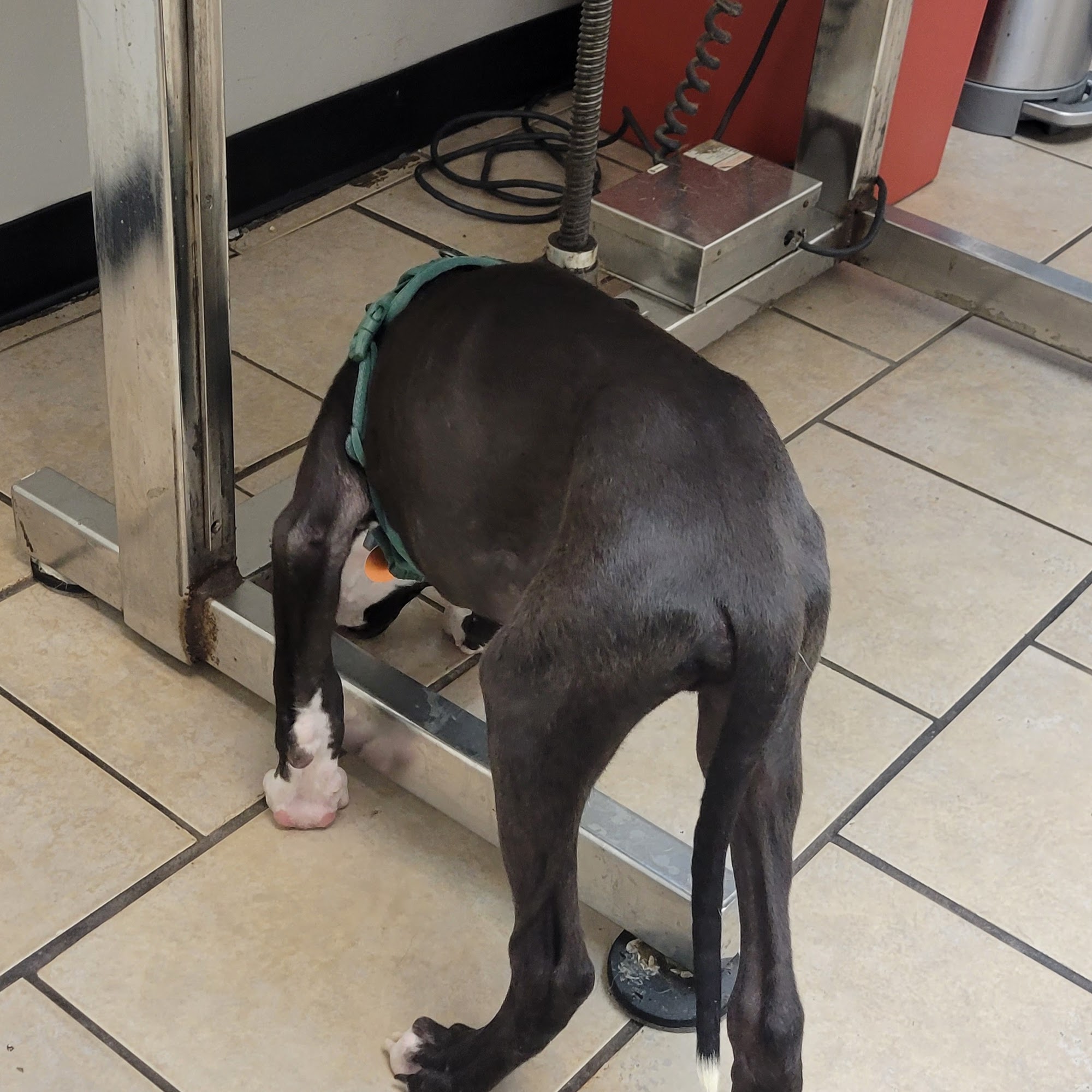 Phenix Animal Hospital: Mitchell A H DVM Phenix City