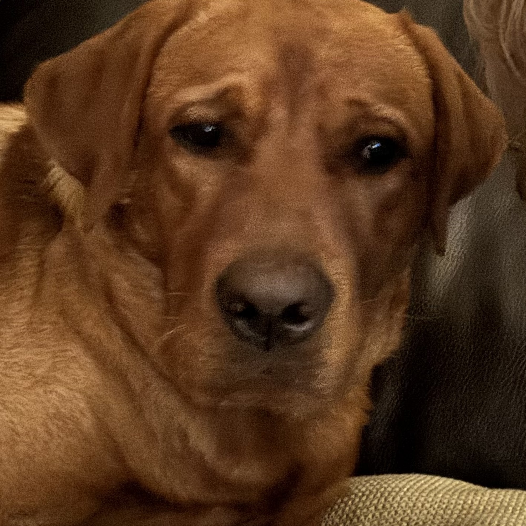 Crawford Road Animal Hospital Phenix City