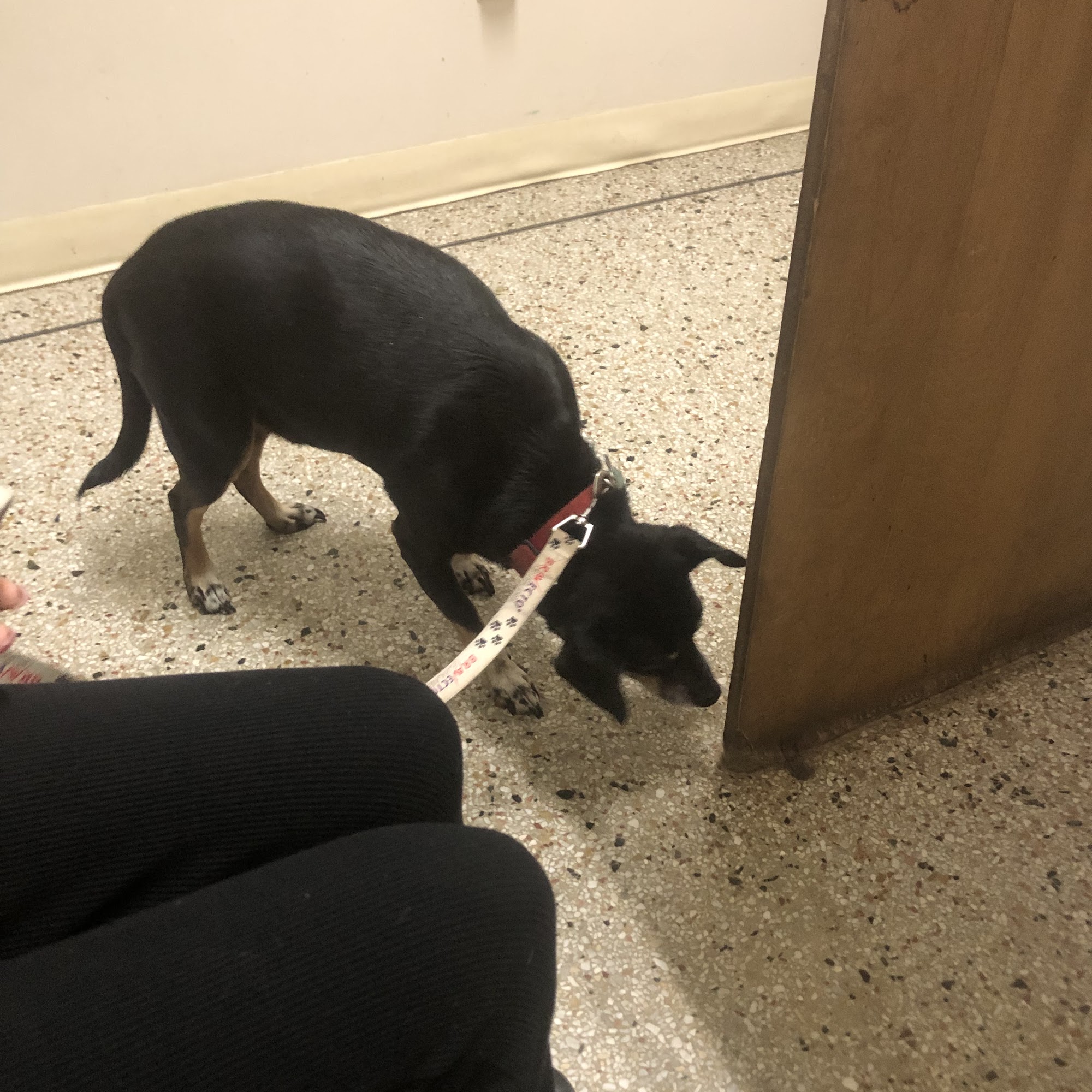 Summerville Animal Hospital Phenix City