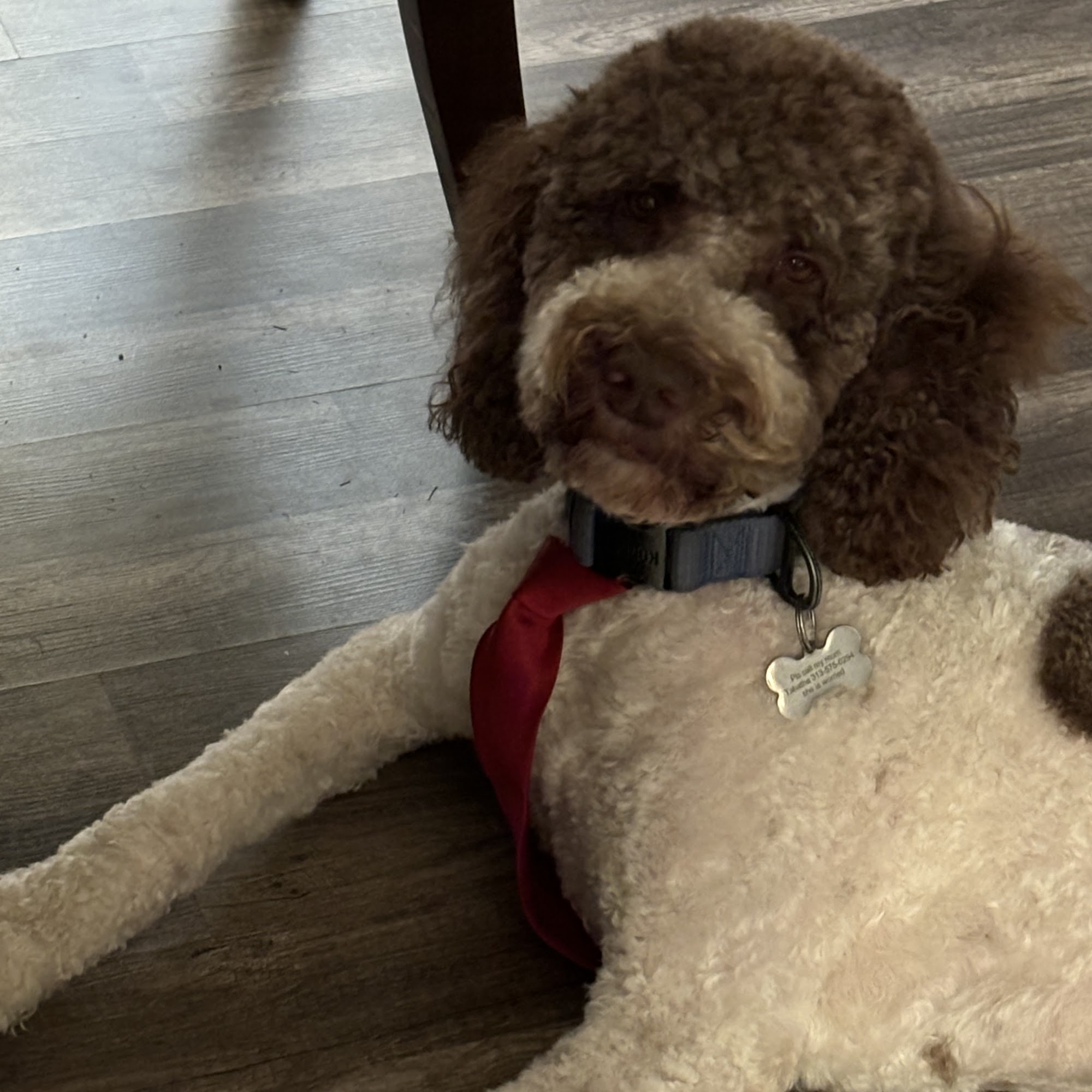 Alpha Leader Grooming Phenix City