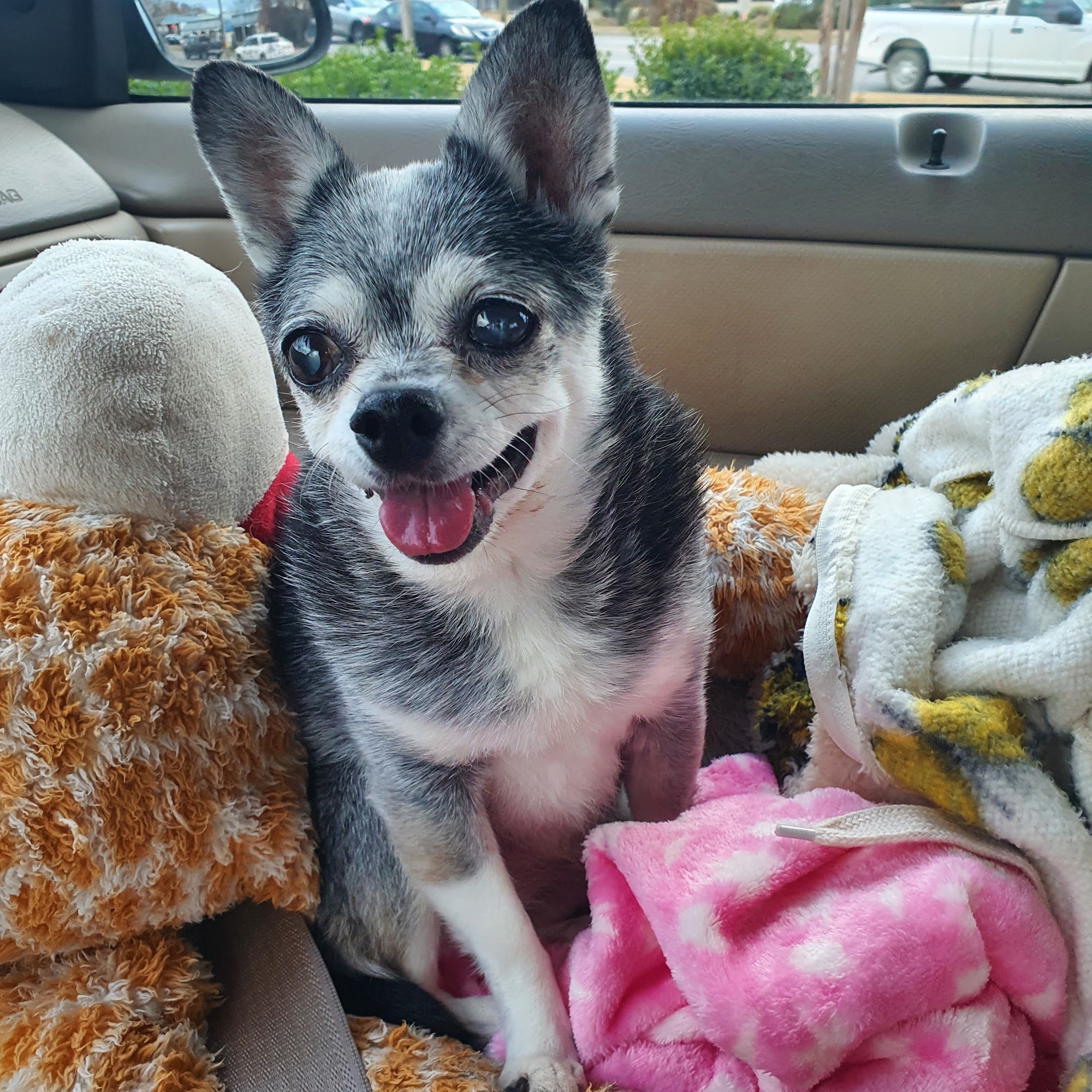 Berry Animal Clinic of Piedmont, Alabama Piedmont