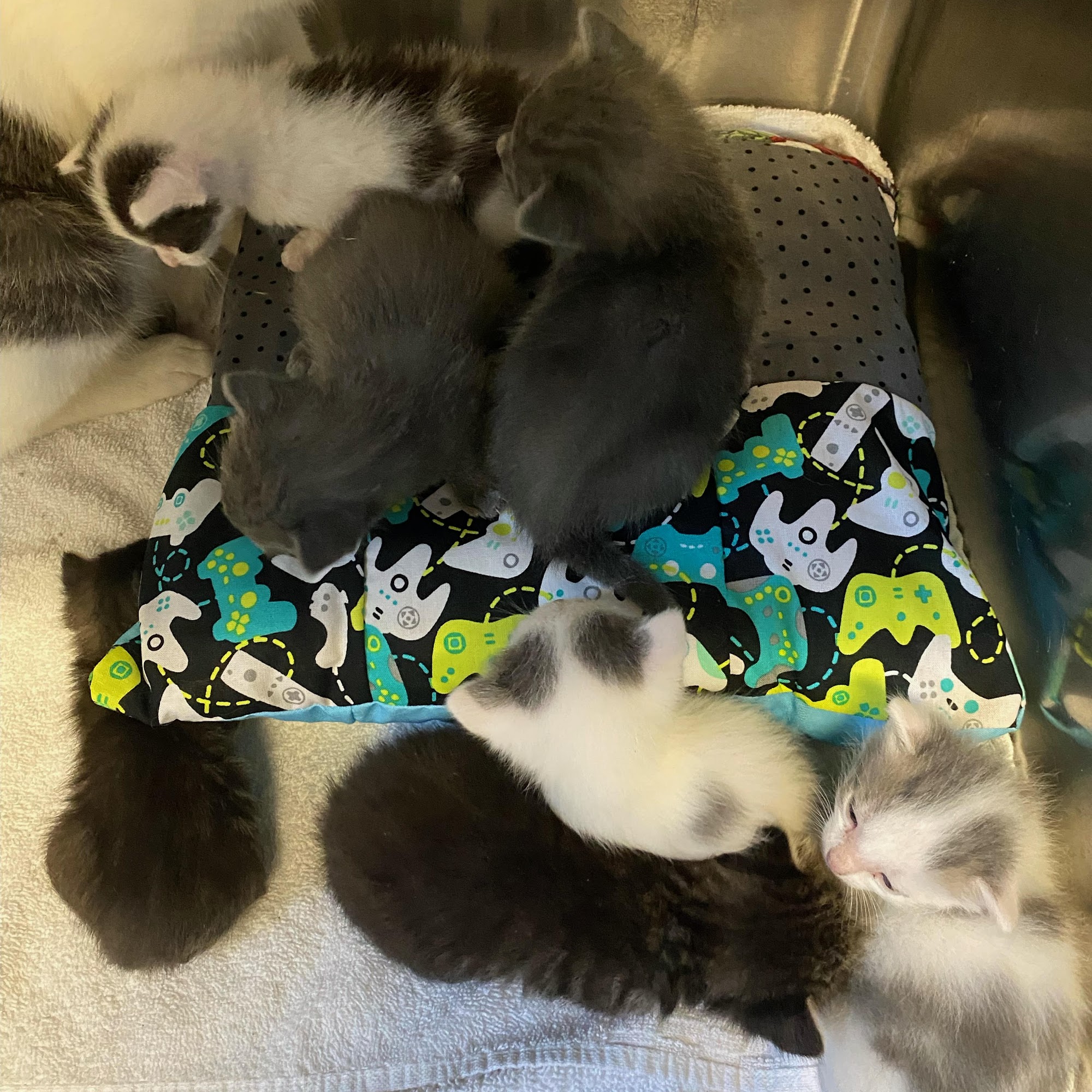 Prattville/Autauga Humane Society Prattville