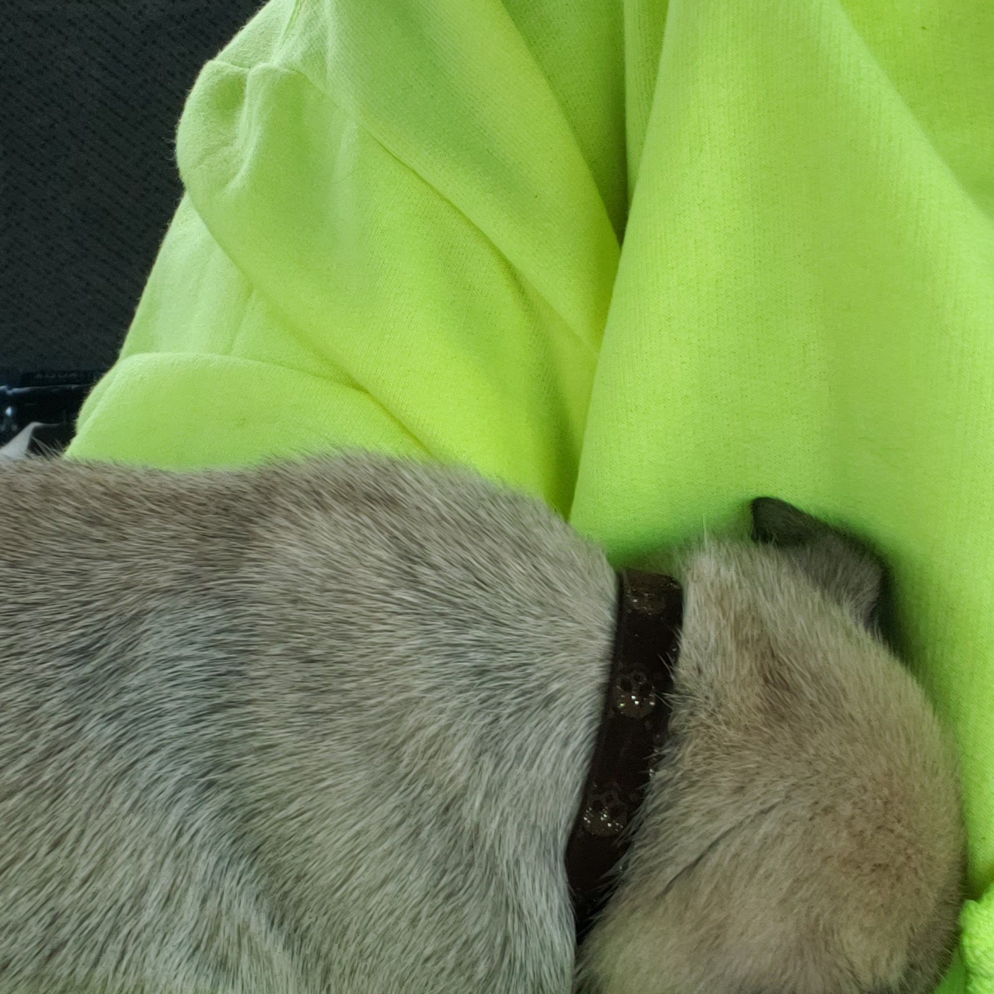 Companion Veterinary Hospital Prichard