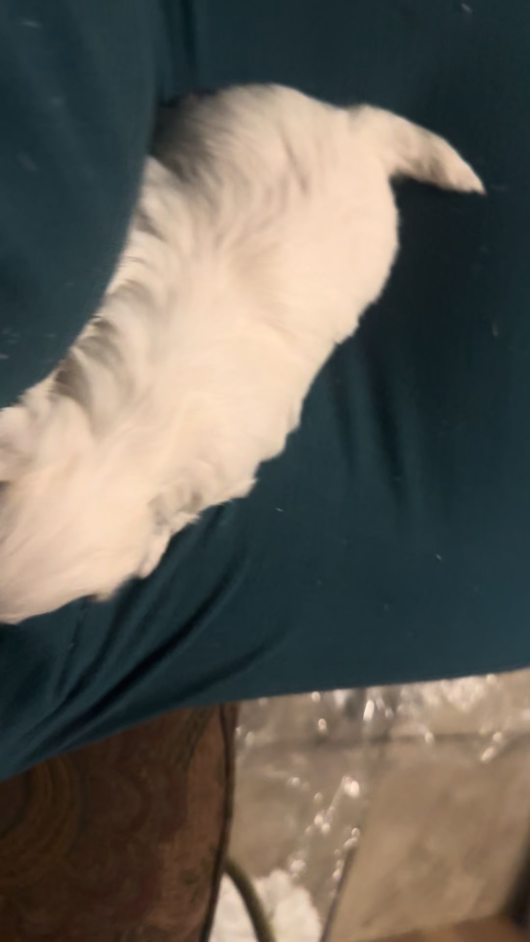 Companion Veterinary Hospital Prichard