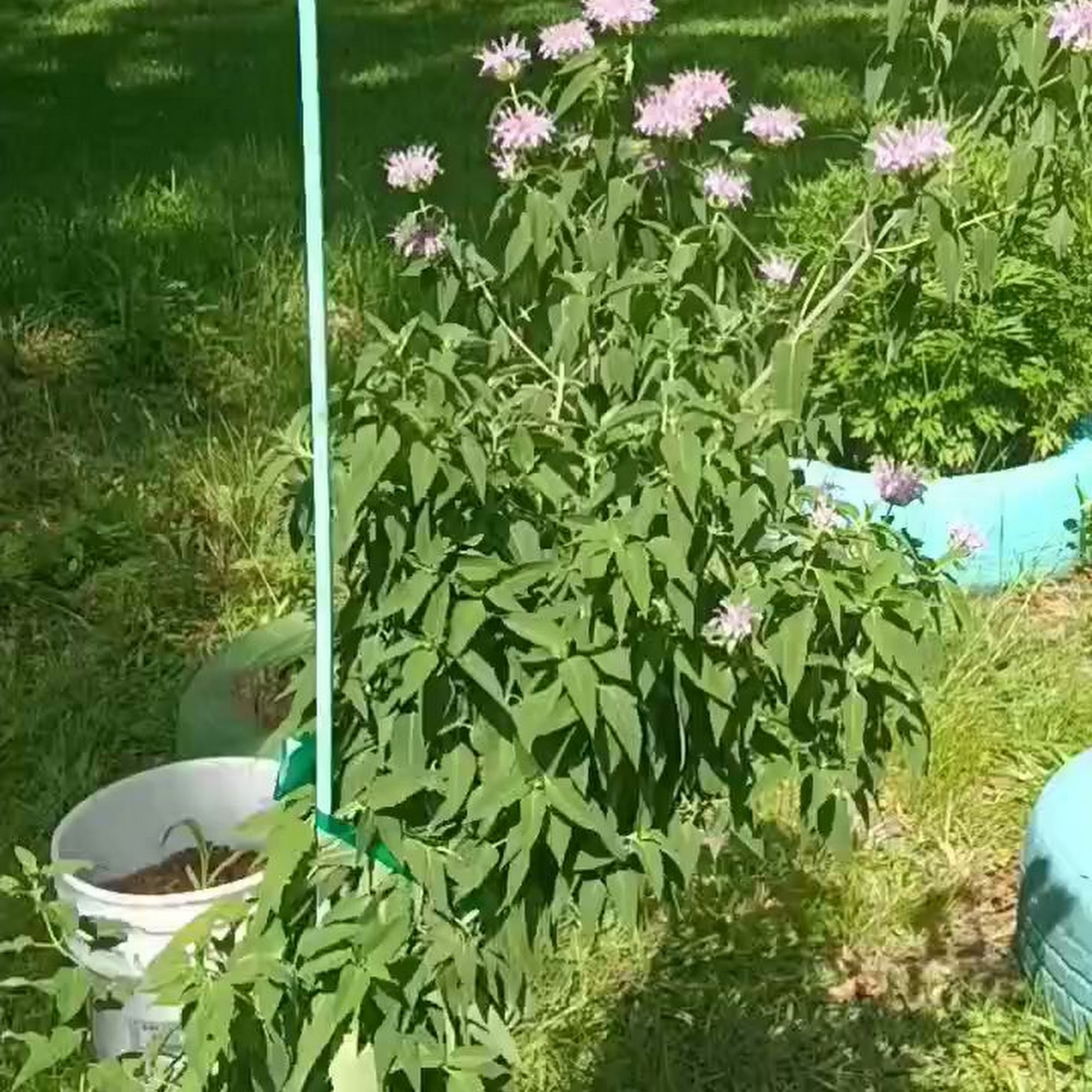 Sweet Martha's Family Farmacy Prichard