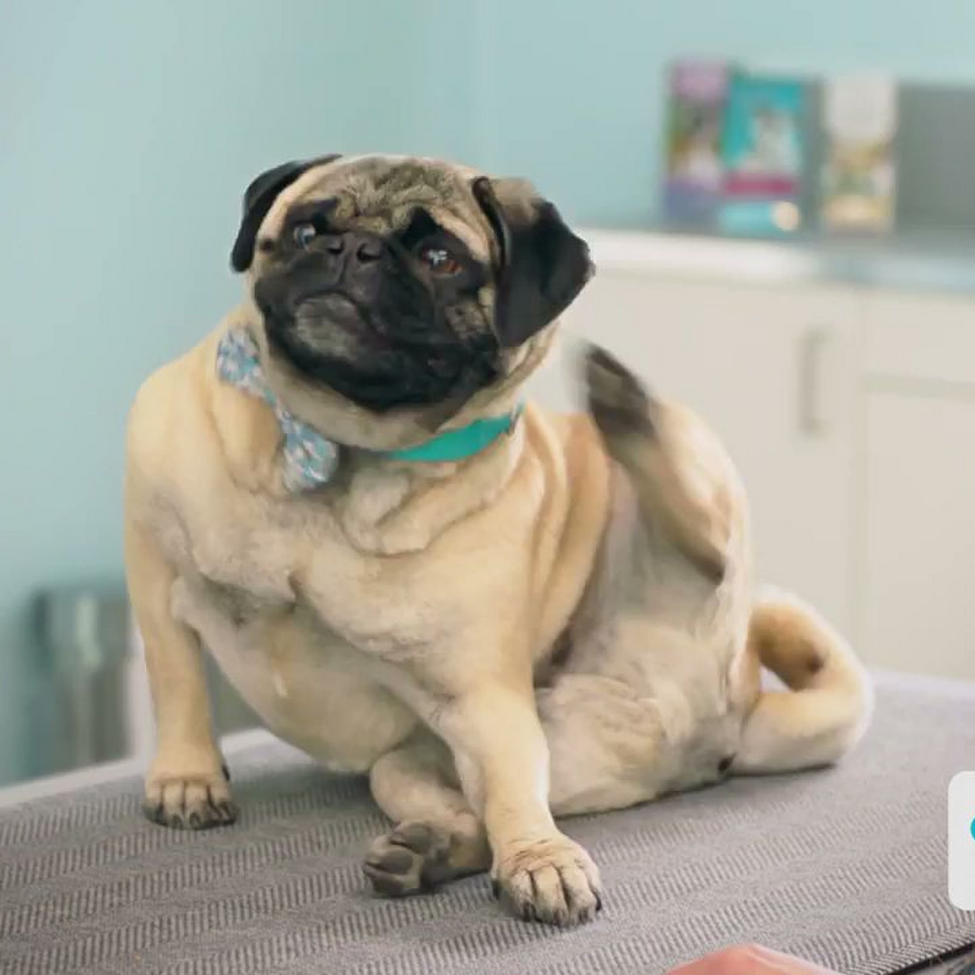 Rainbow City Pet Clinic Rainbow City