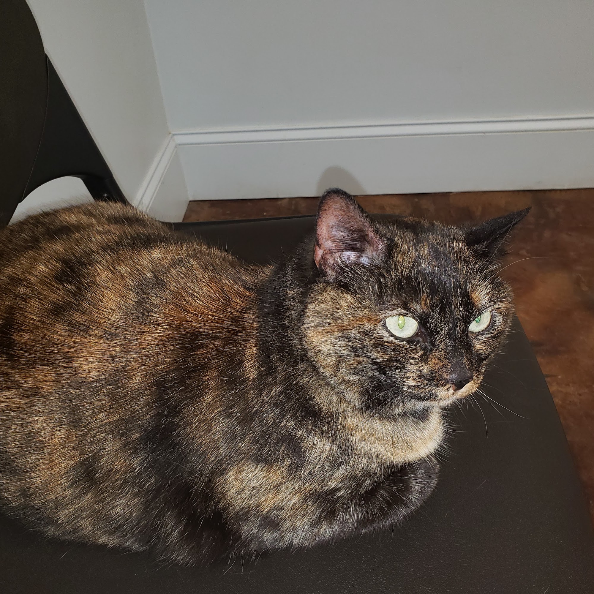 Central Valley Animal Hospital Rainbow City