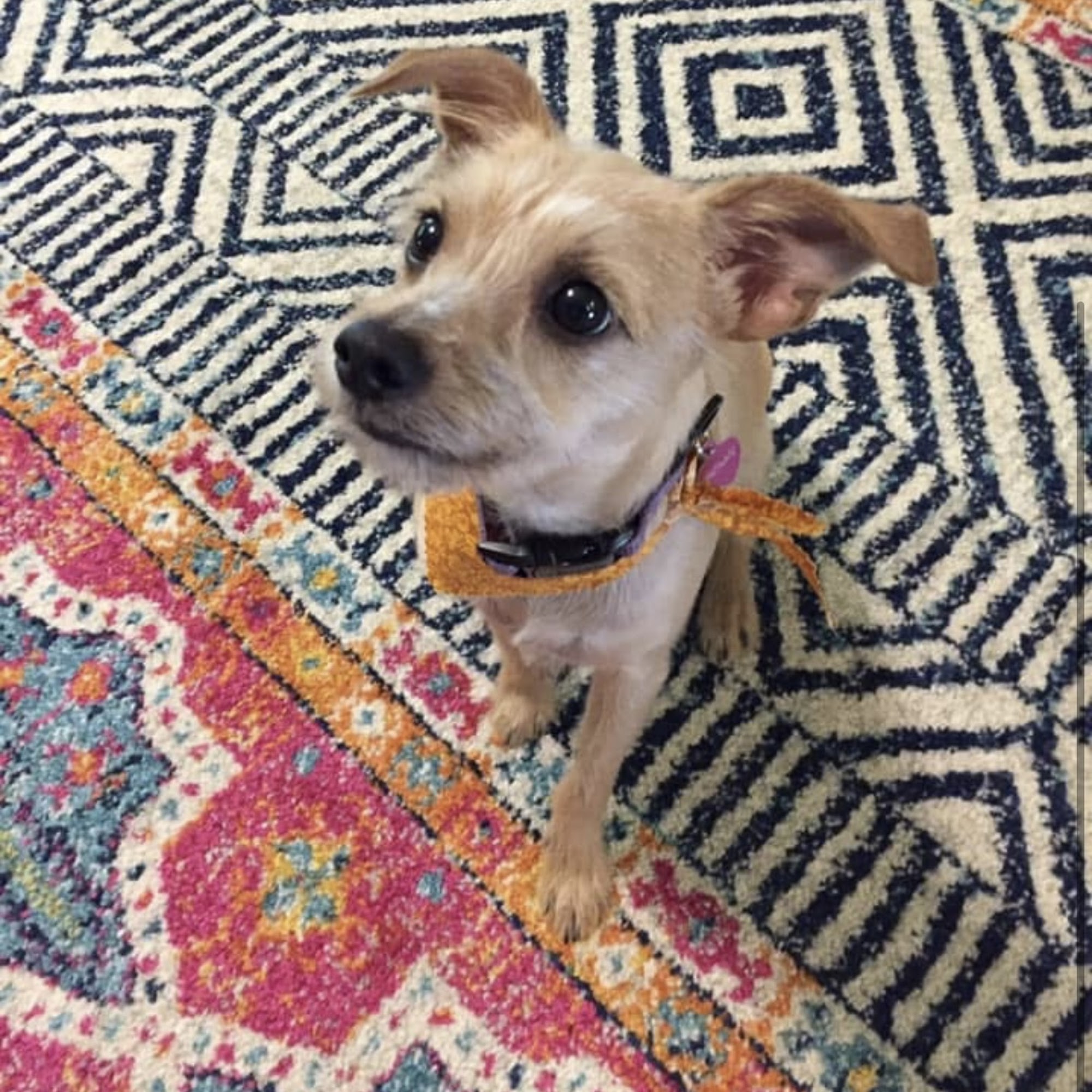 A Paws and Claws Pet Grooming Robertsdale