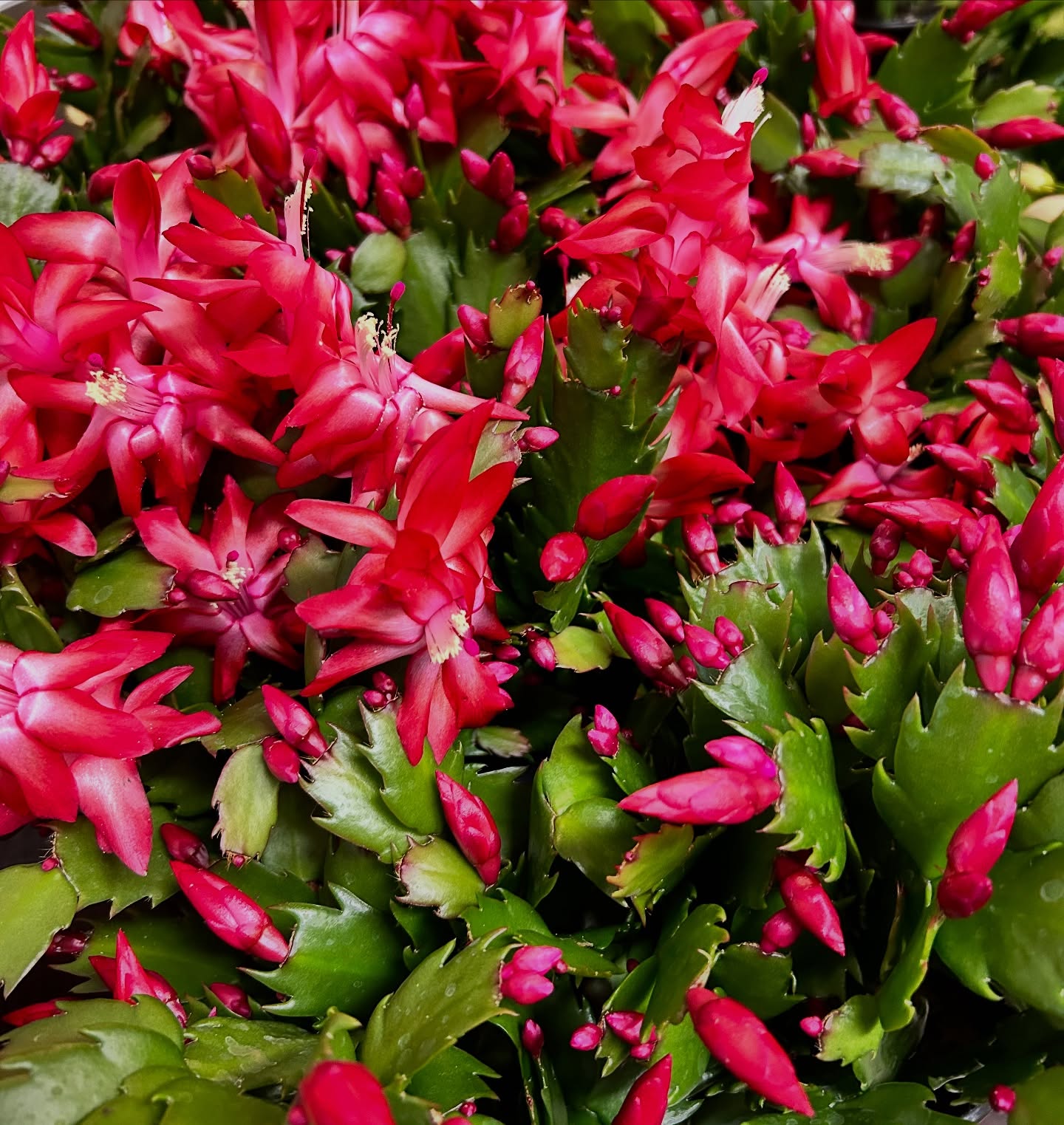 Countryside Gardens Rutledge