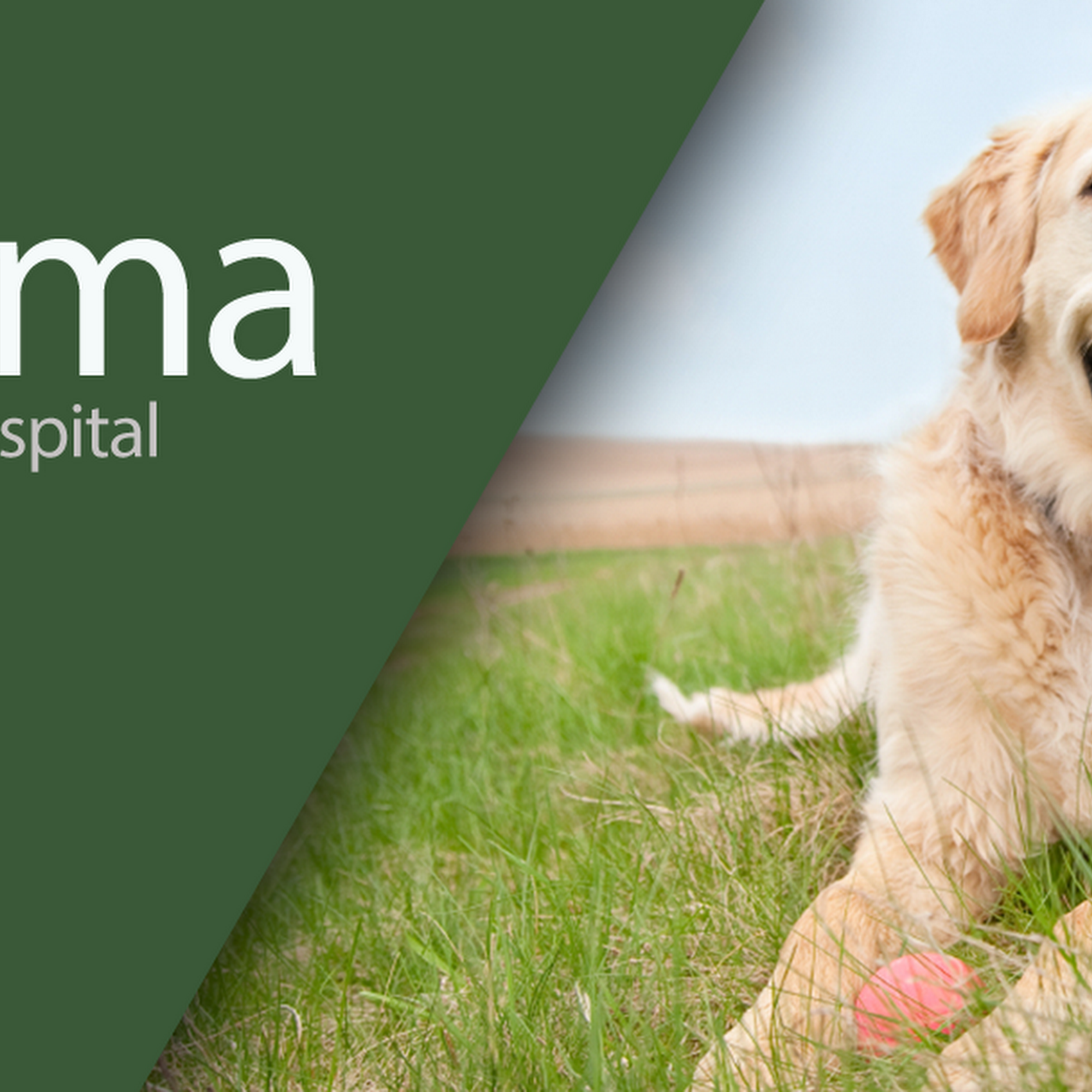 Selma Animal Hospital Selma