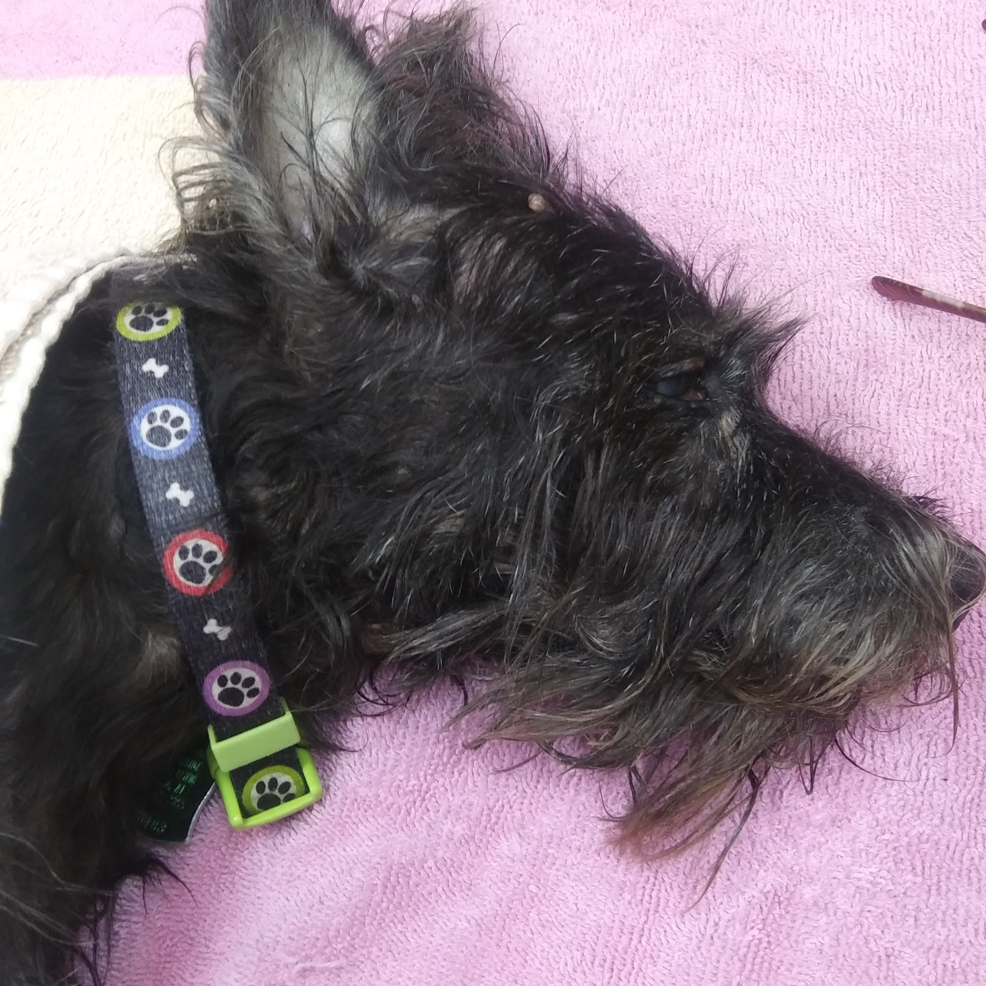 Northside Animal Hospital Selma