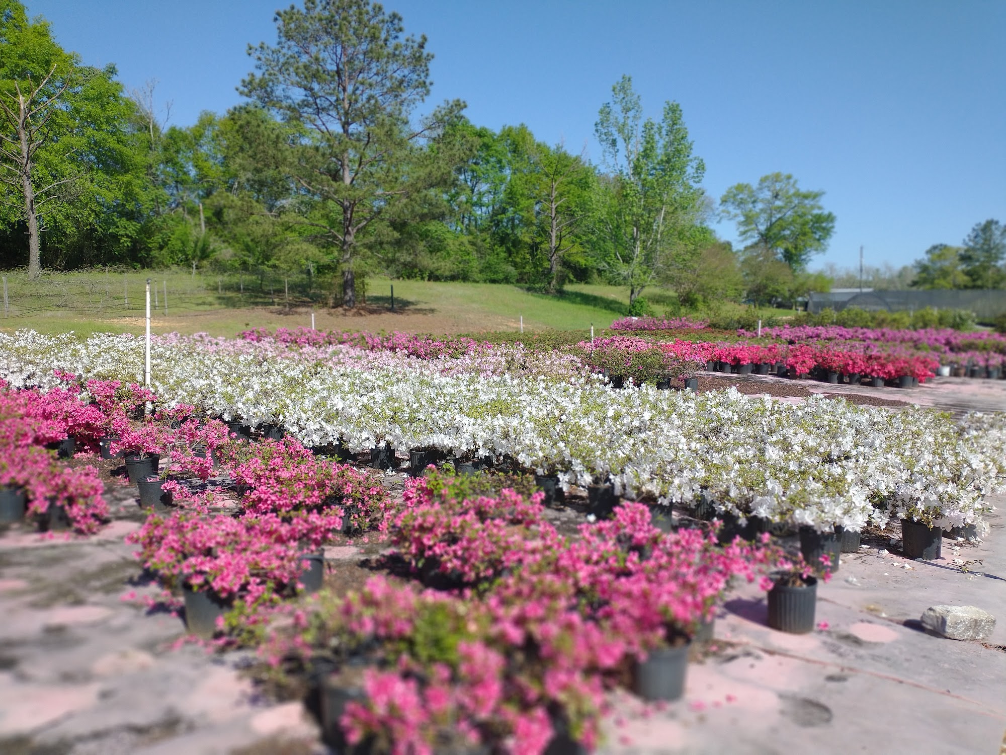 Big Mulberry Nursery & Landscape Selma