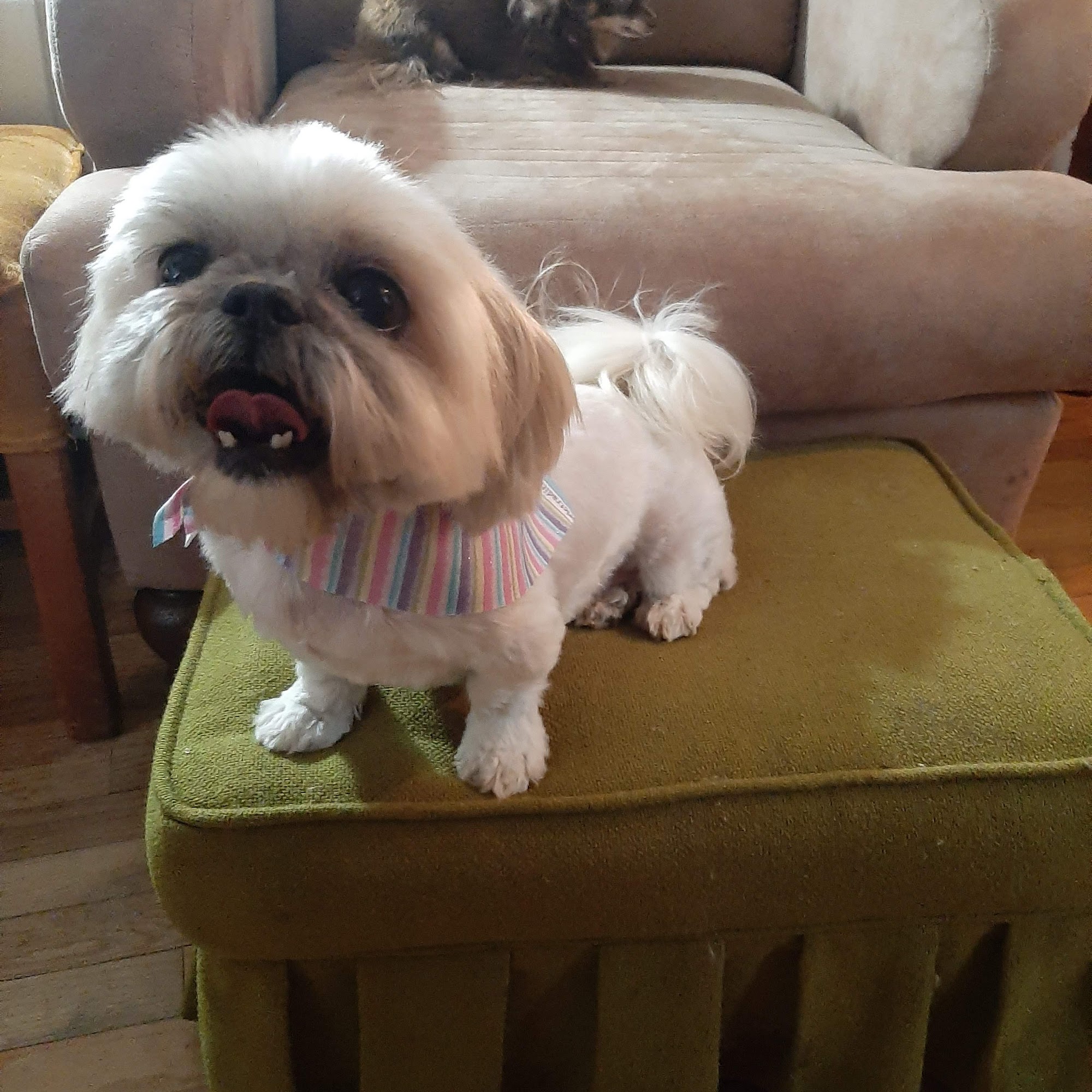 All About Dogs Selma