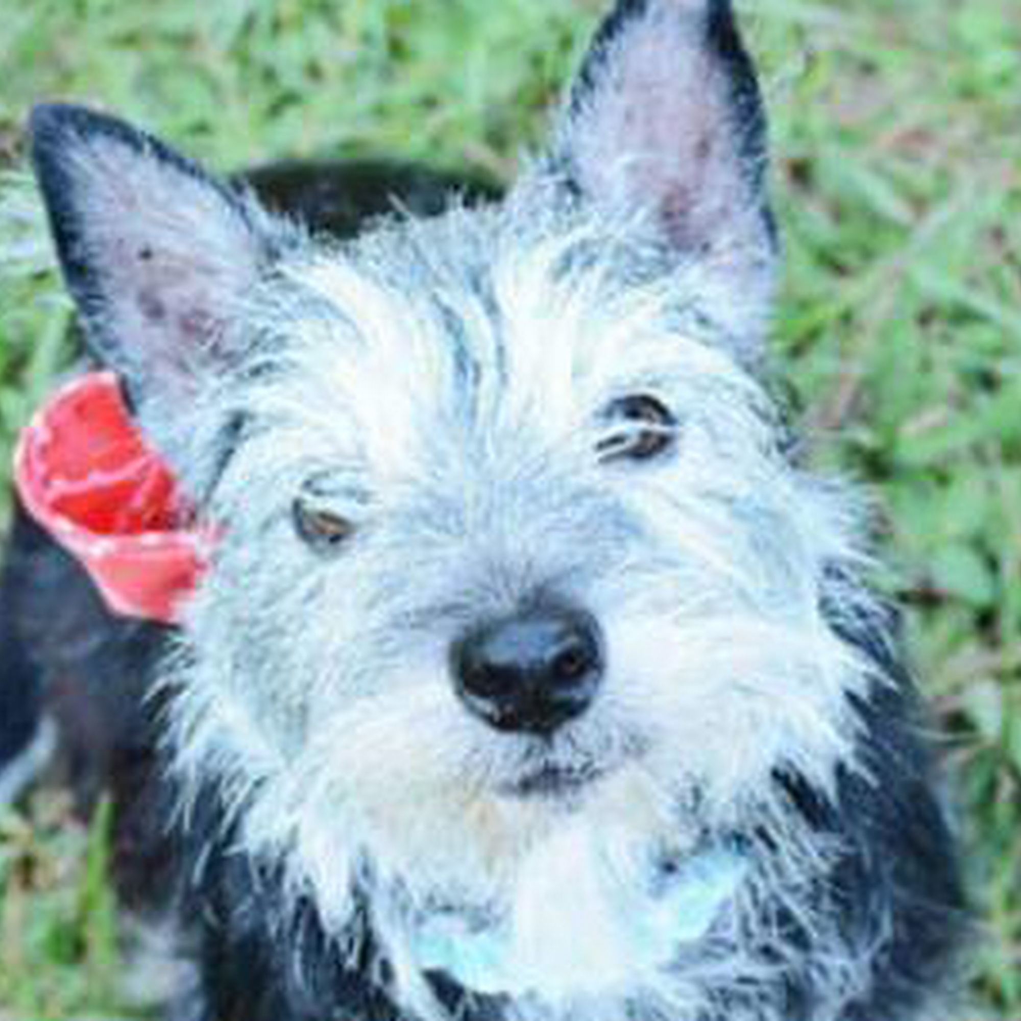 Schillinger Road Heart of Dixie Veterinary Clinic Semmes