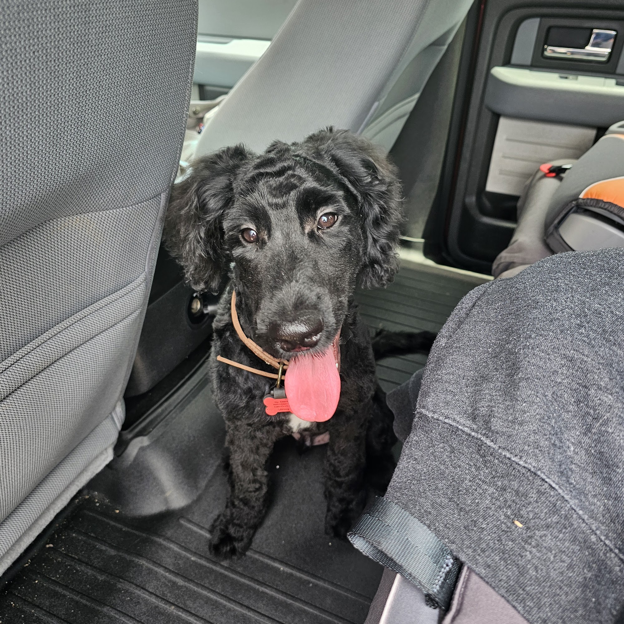 Dog World 411 E 2nd St, Sheffield Alabama 35660