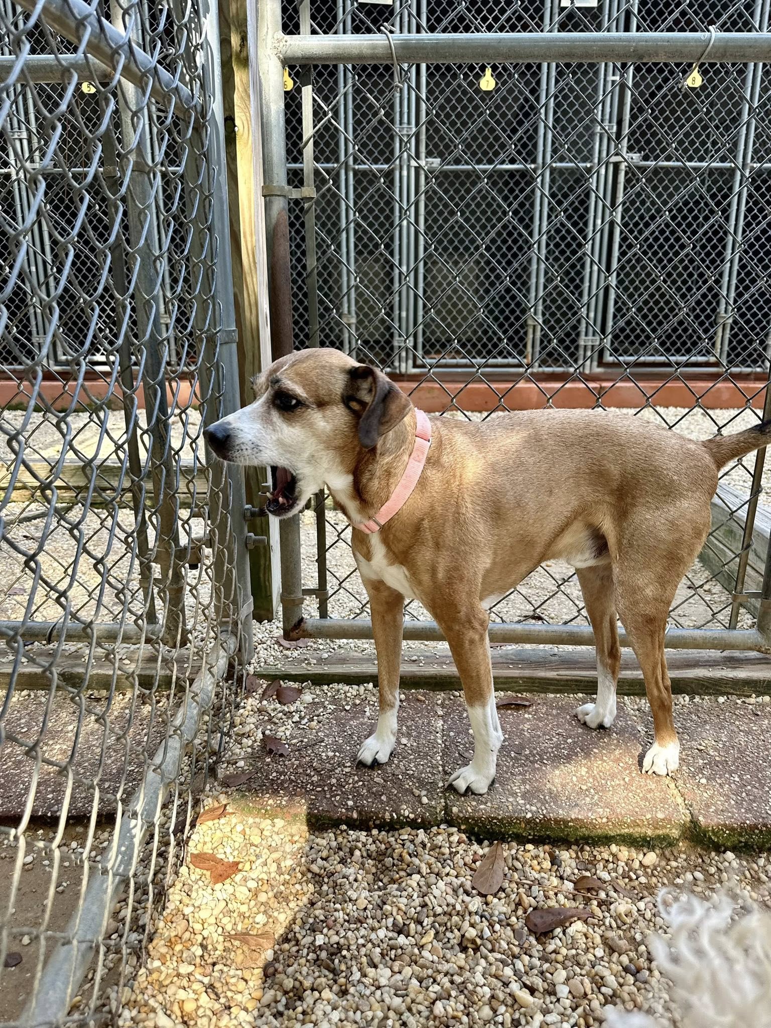 Silver Acres Pet Care Silverhill