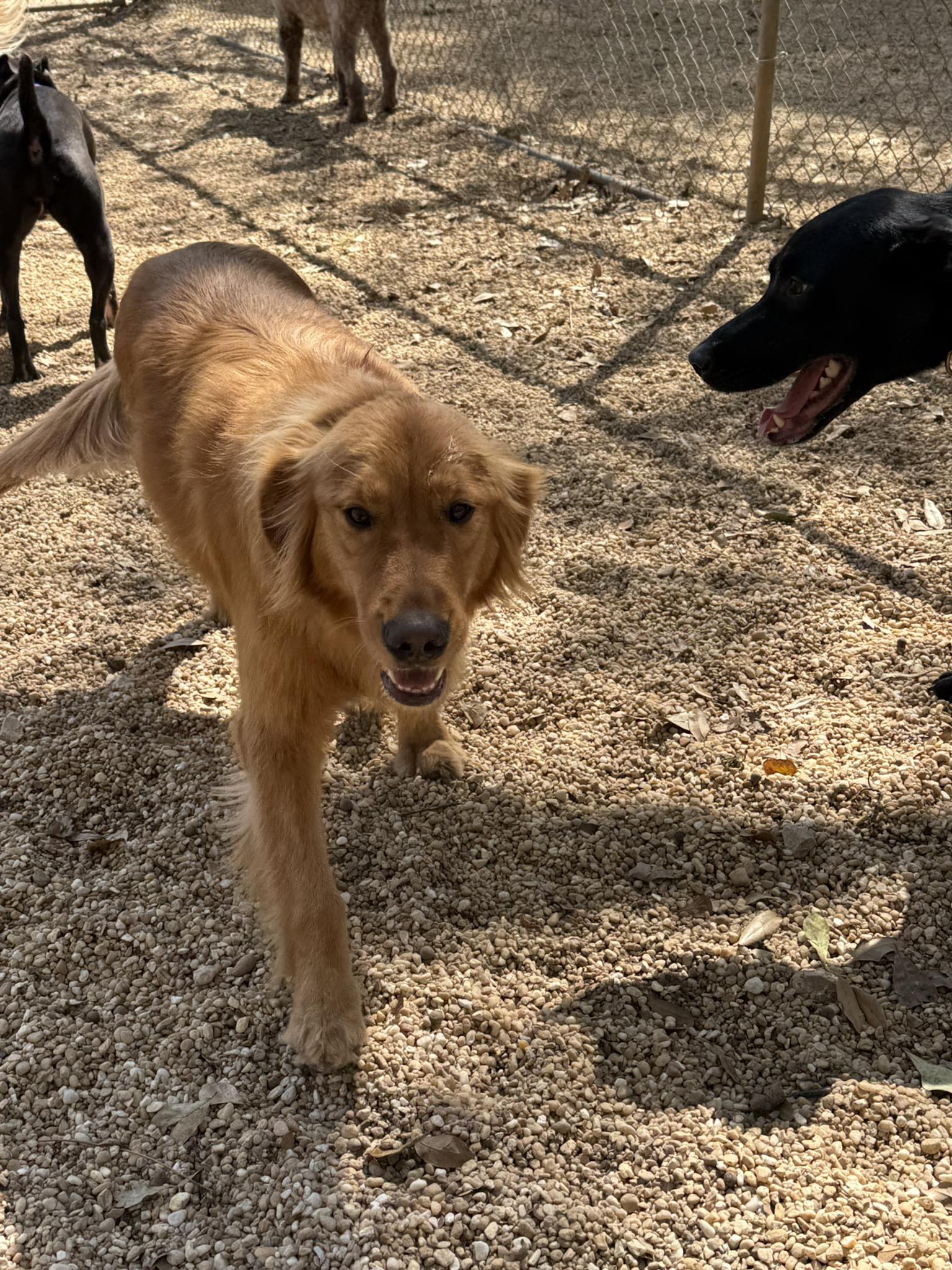 Silver Acres Pet Care Silverhill