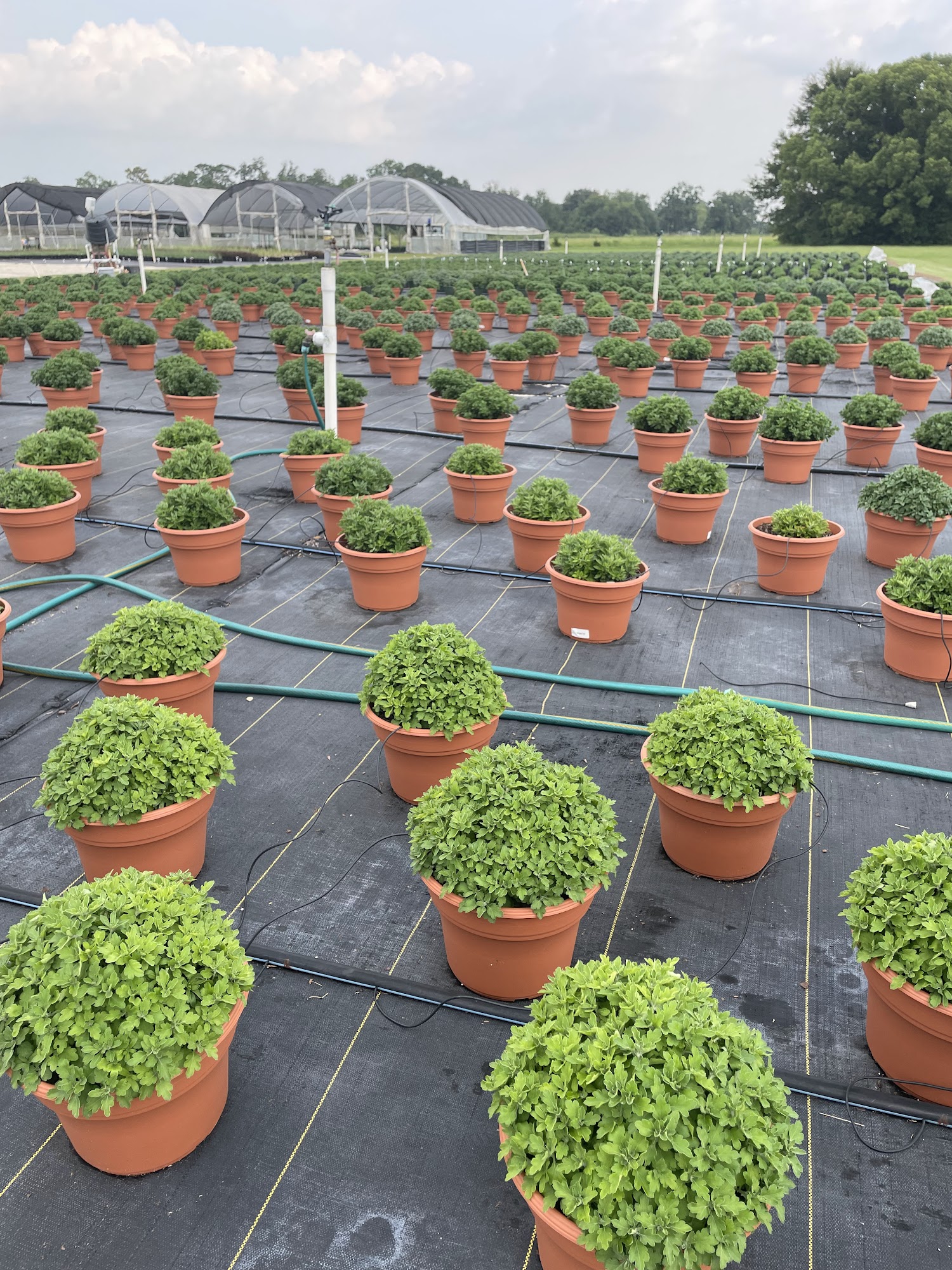 Field in Bloom Nursery Silverhill