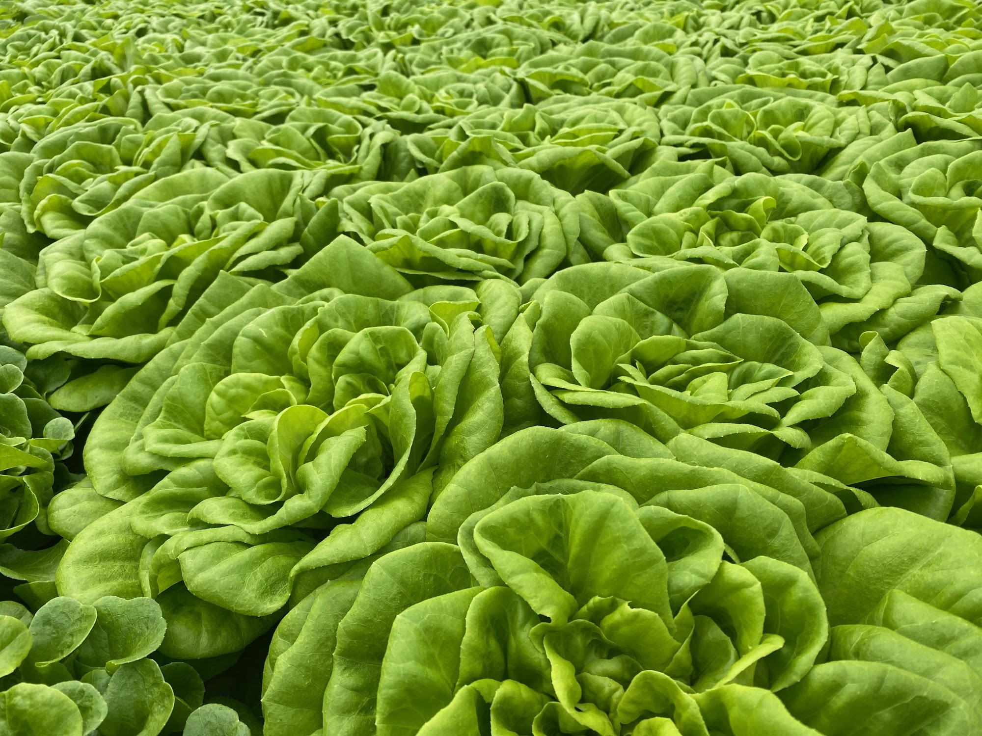 Local Appetite Growers Silverhill