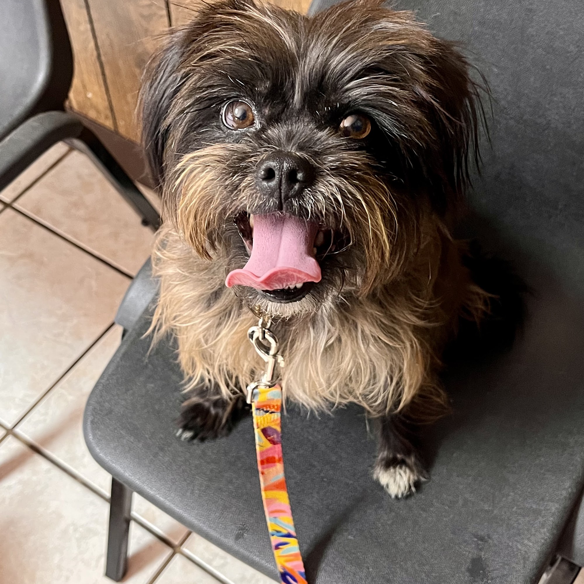 Brandi's Pet Grooming