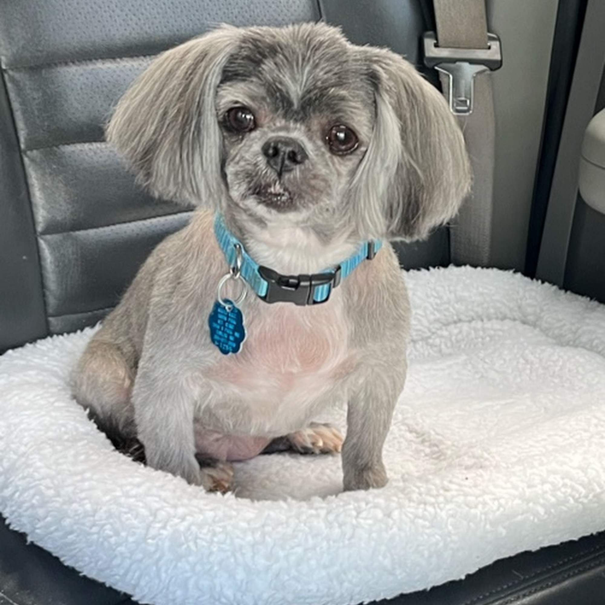 Brandi's Pet Grooming