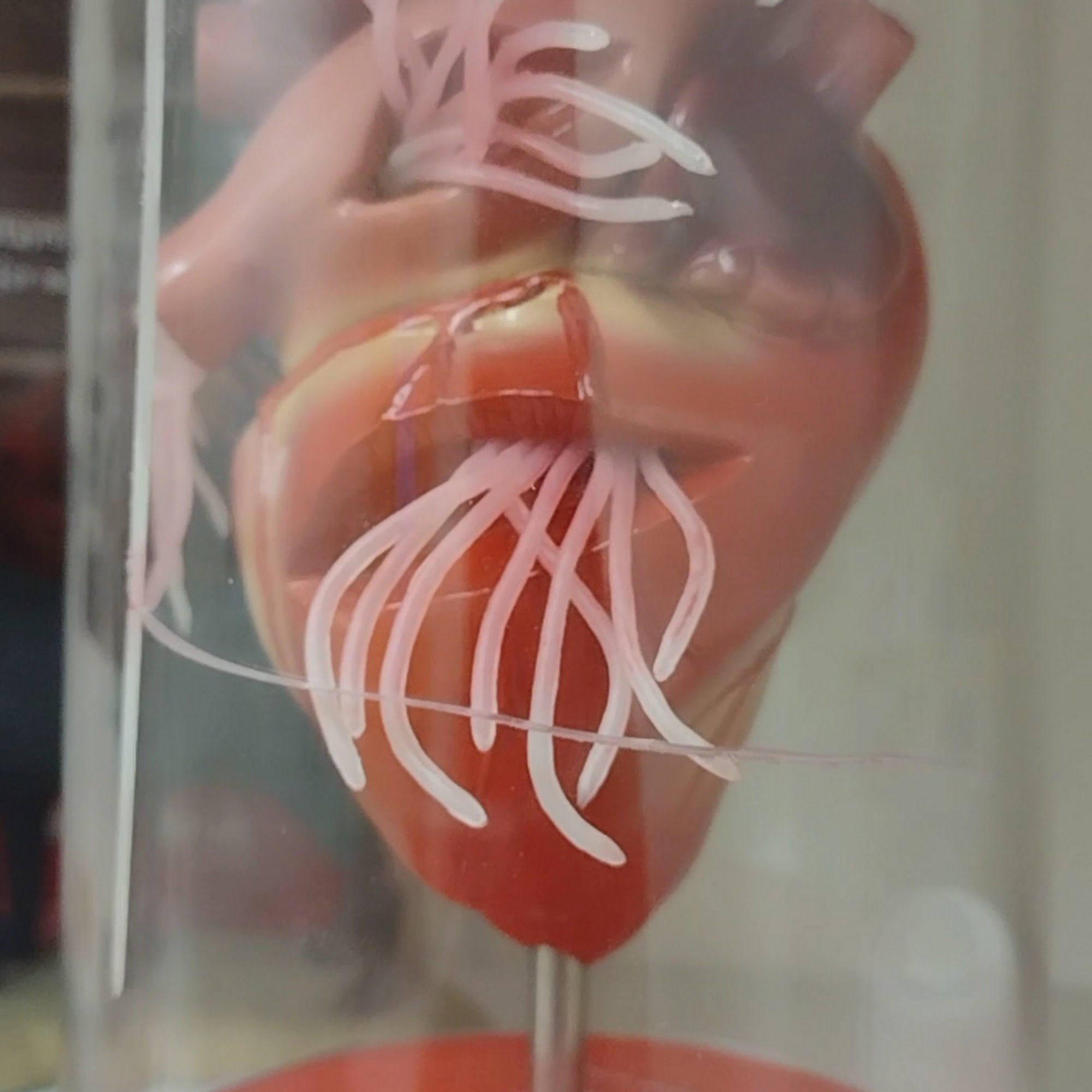 Smiths Station Animal Hospital Smiths Station