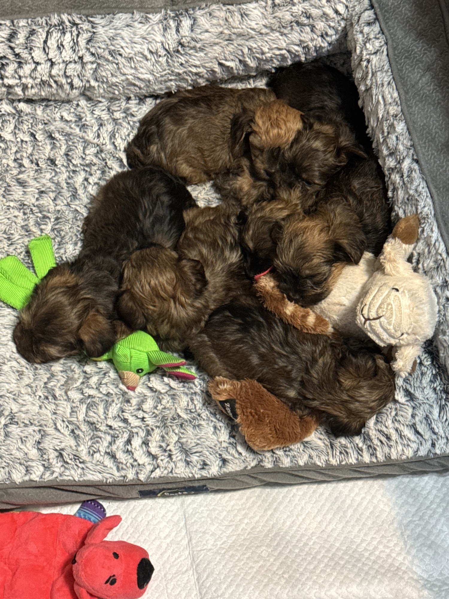 North Jackson Animal Clinic Stevenson